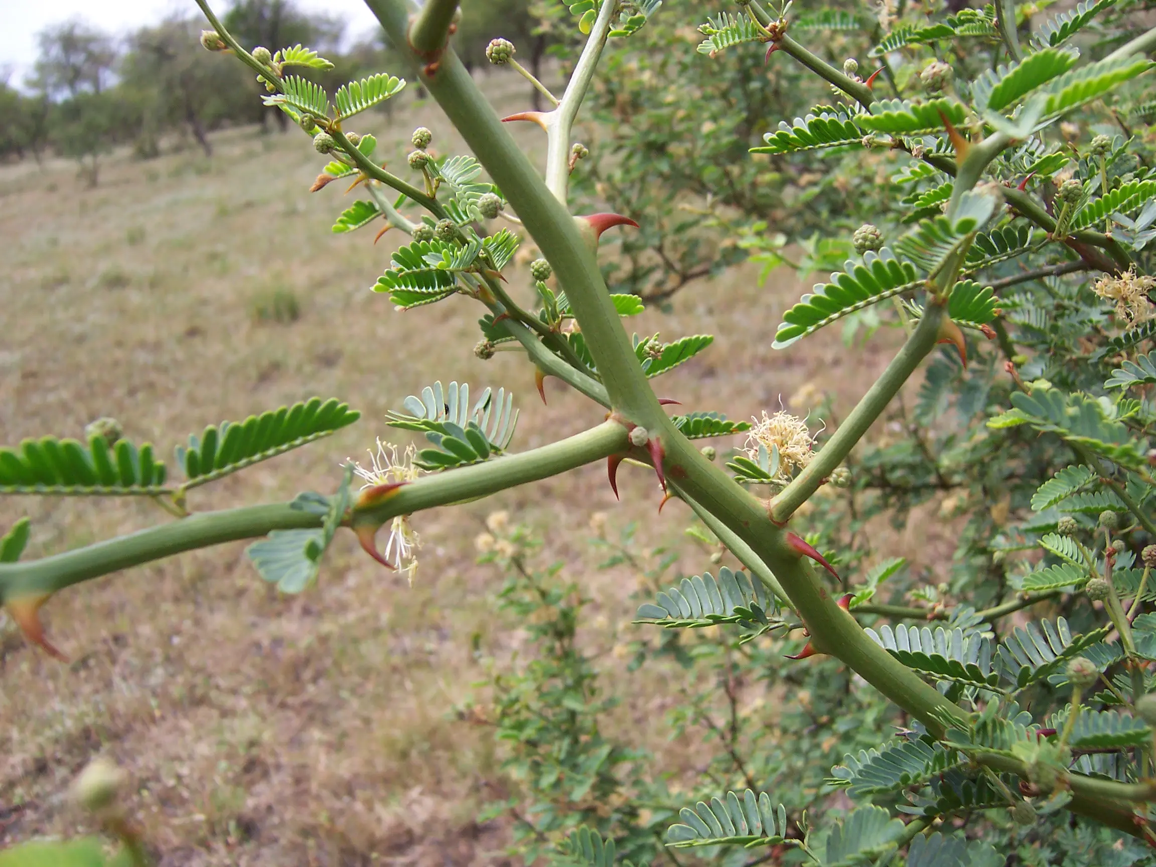 Mimosa ostenii Speg. ex Burkart
