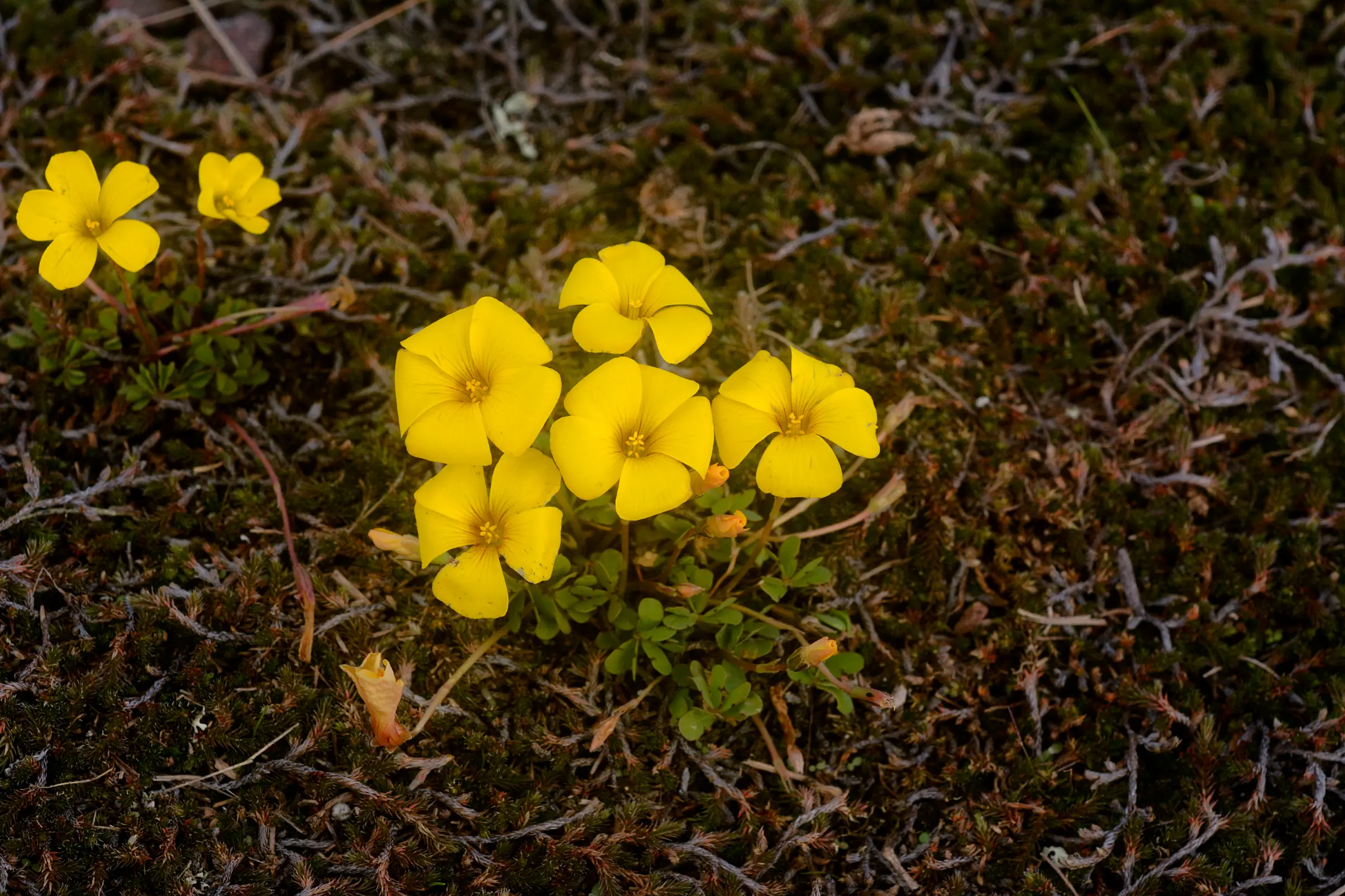 Oxalis perdicaria (Molina) Bertero