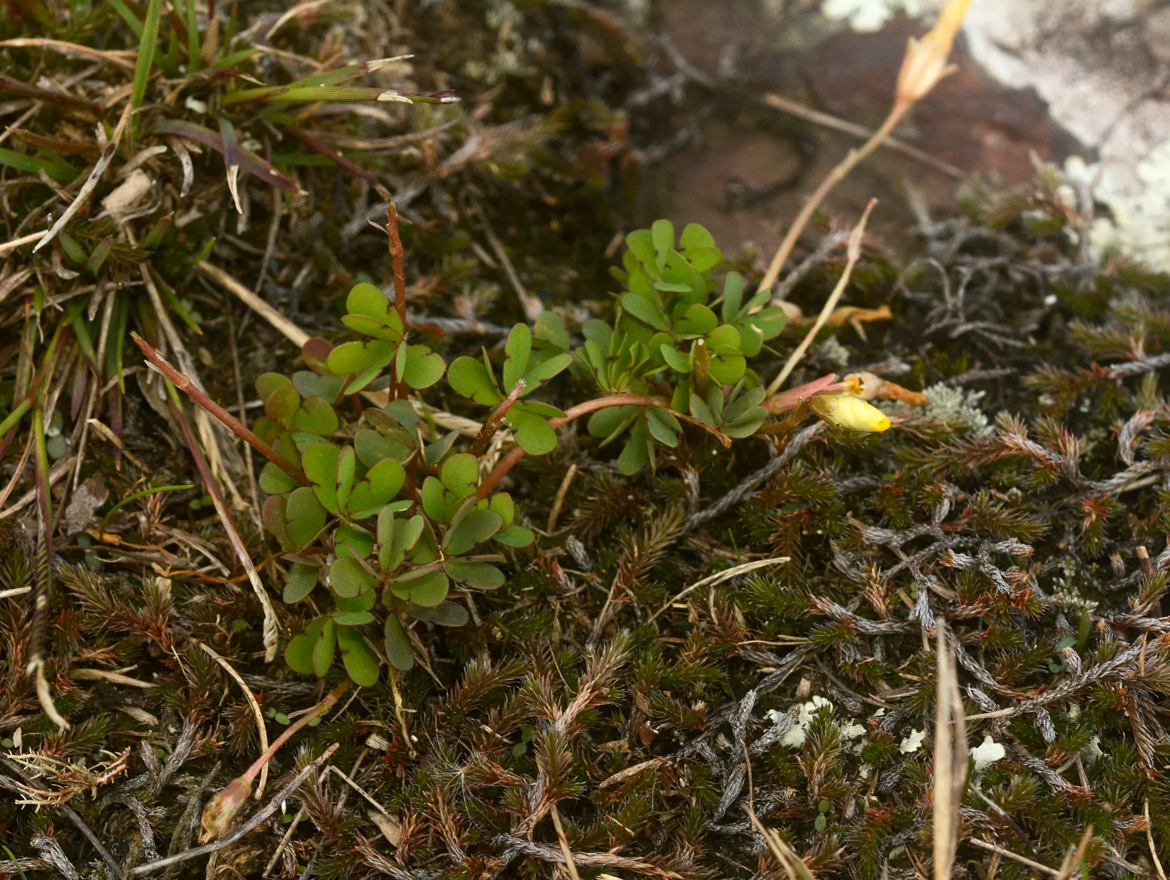 Oxalis perdicaria (Molina) Bertero