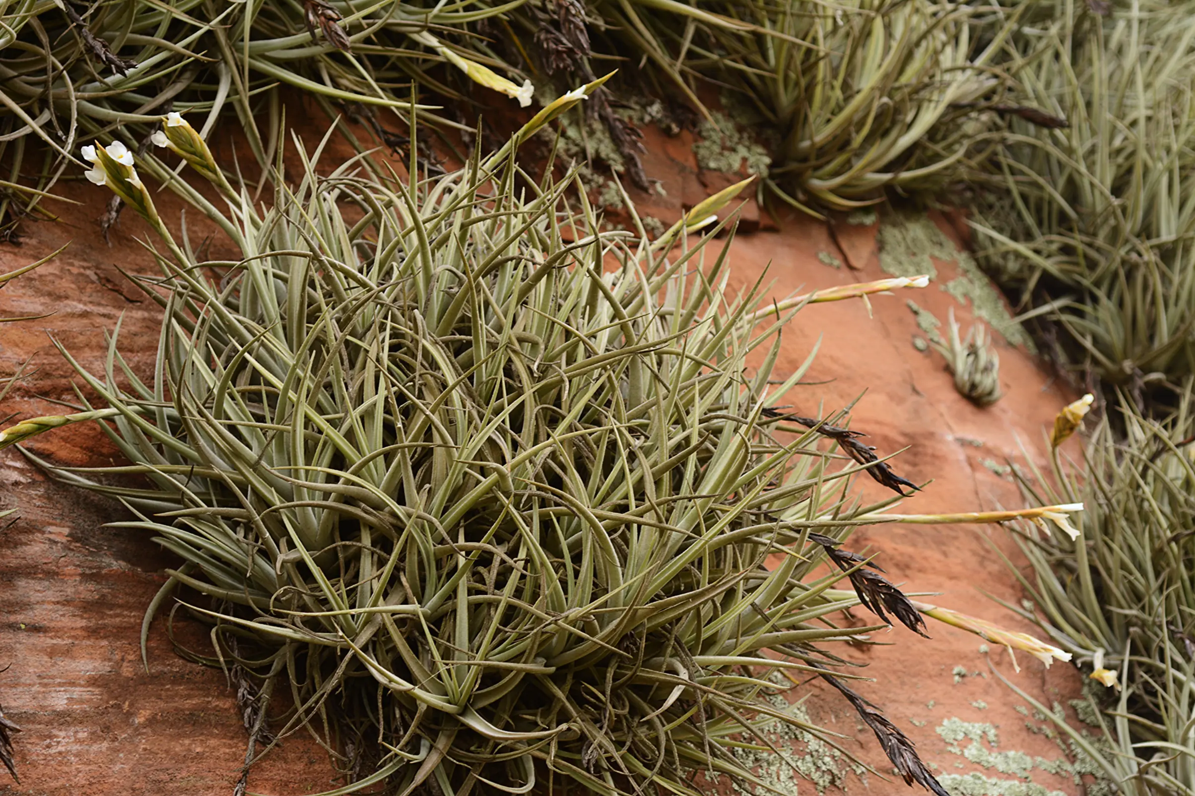 Tillandsia uruguayensis Rossado