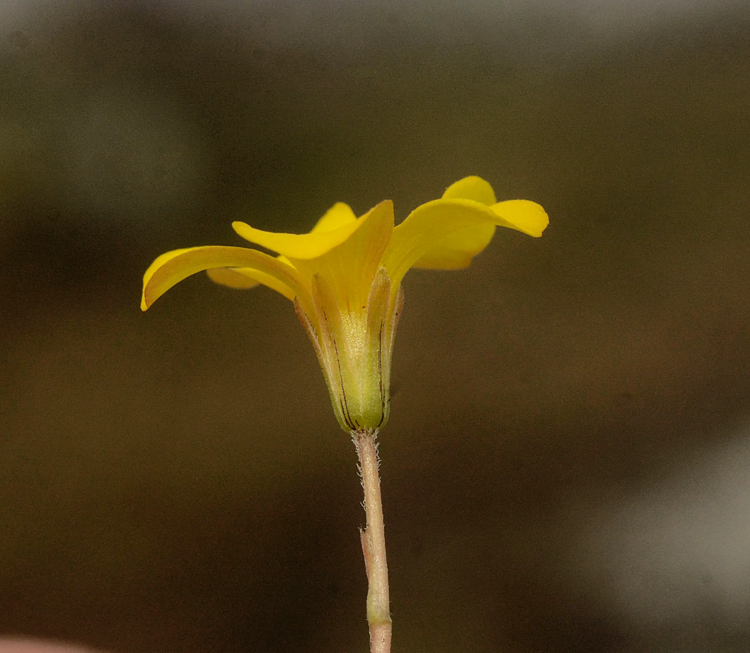 Oxalis perdicaria (Molina) Bertero