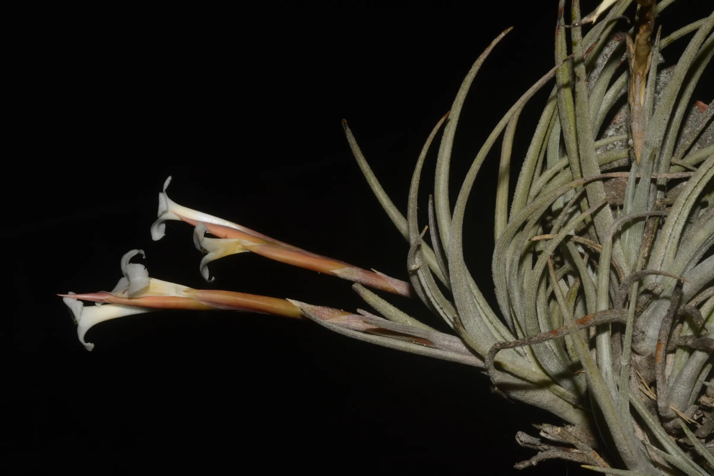 Tillandsia uruguayensis Rossado