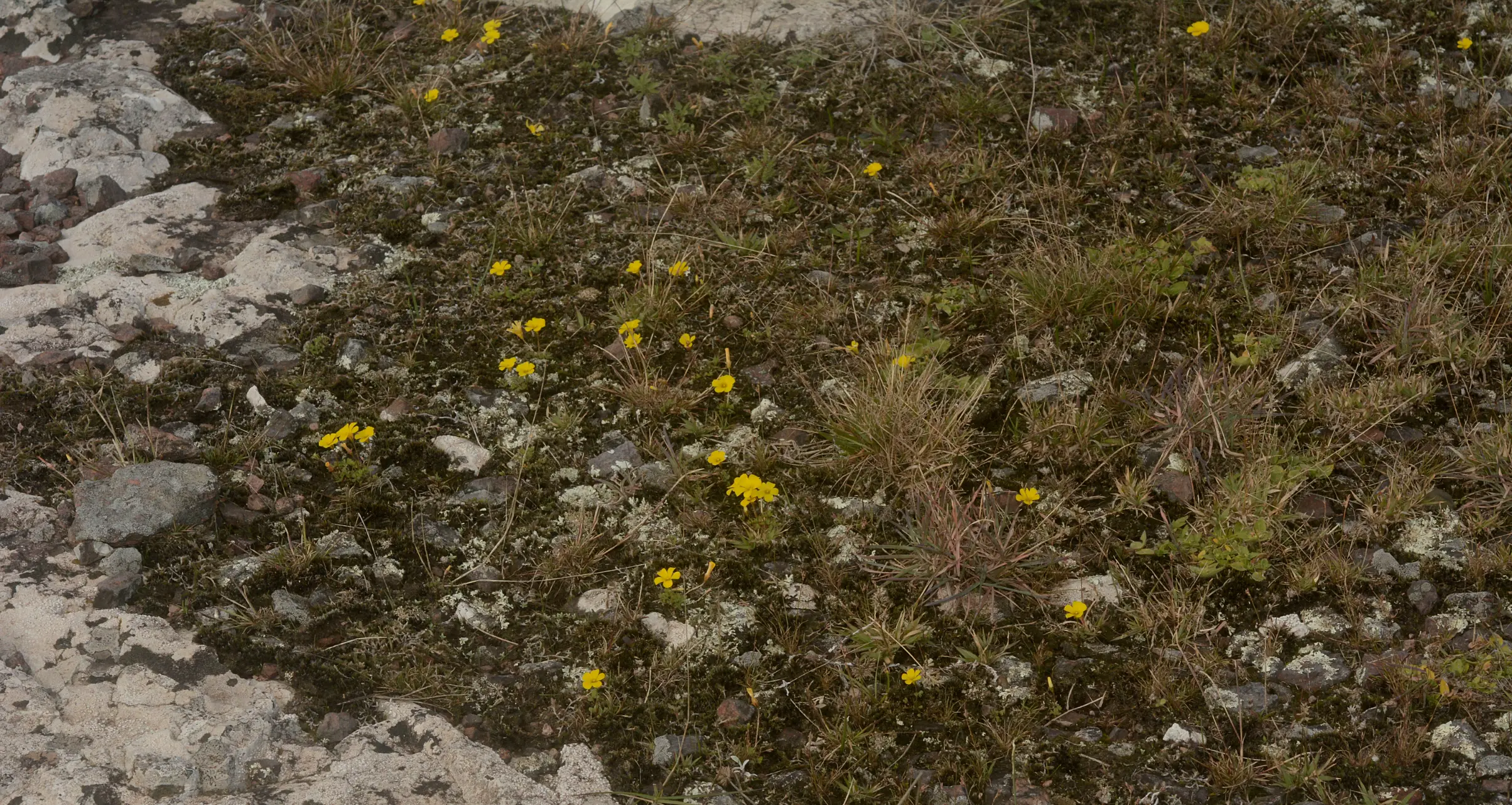 Oxalis perdicaria (Molina) Bertero