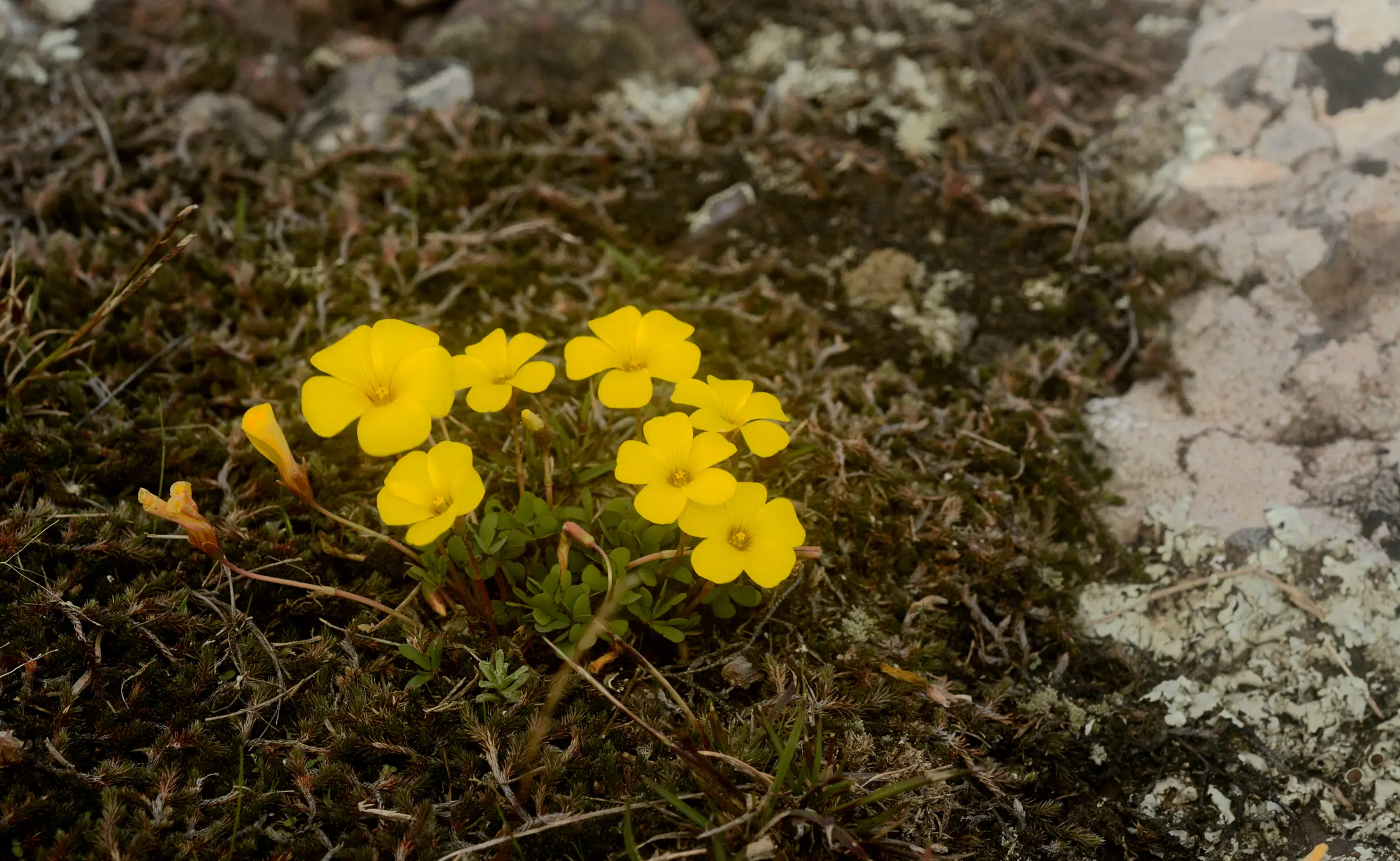 Oxalis perdicaria (Molina) Bertero