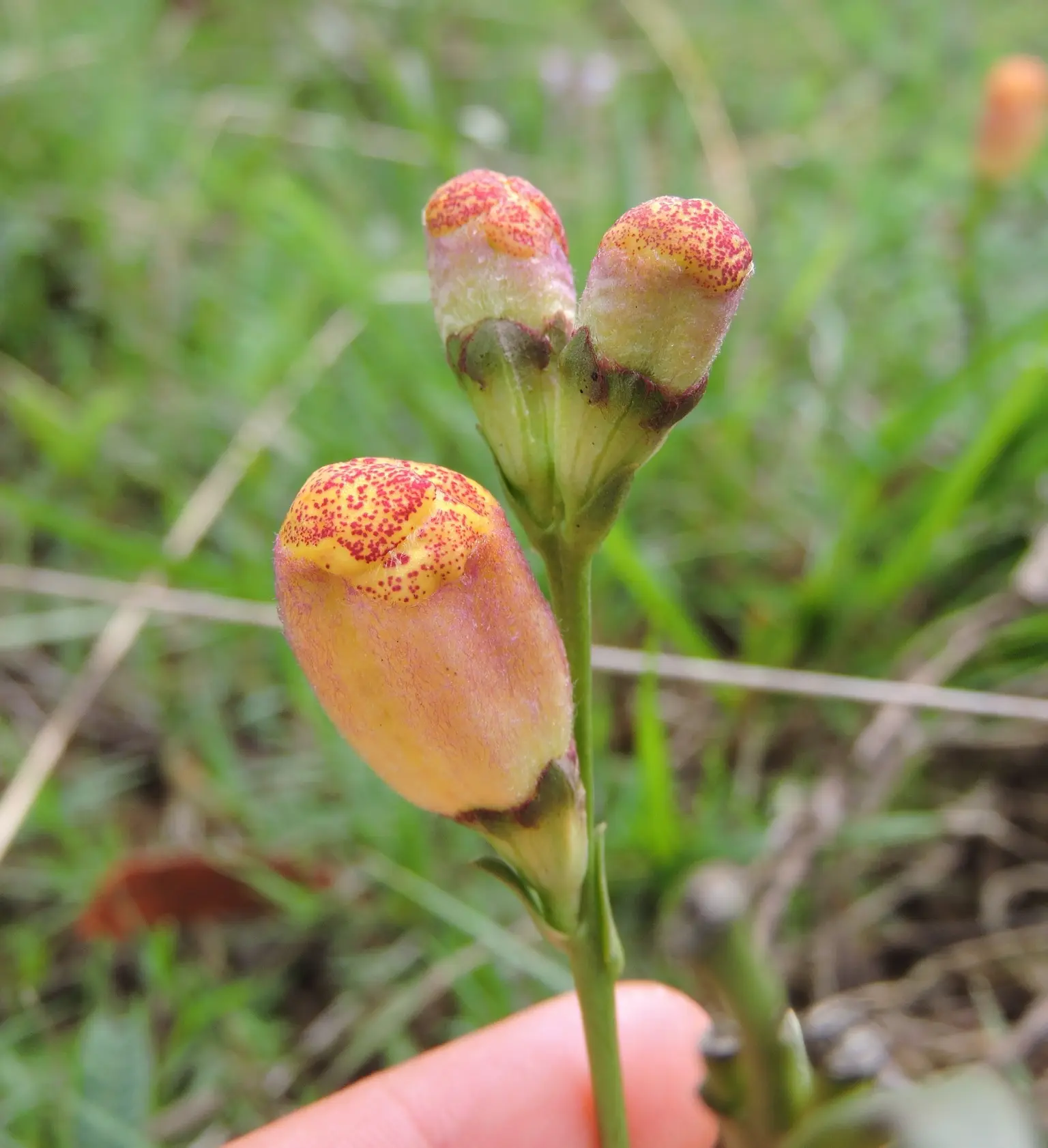 Agalinis digitalis (Benth.) Barringer
