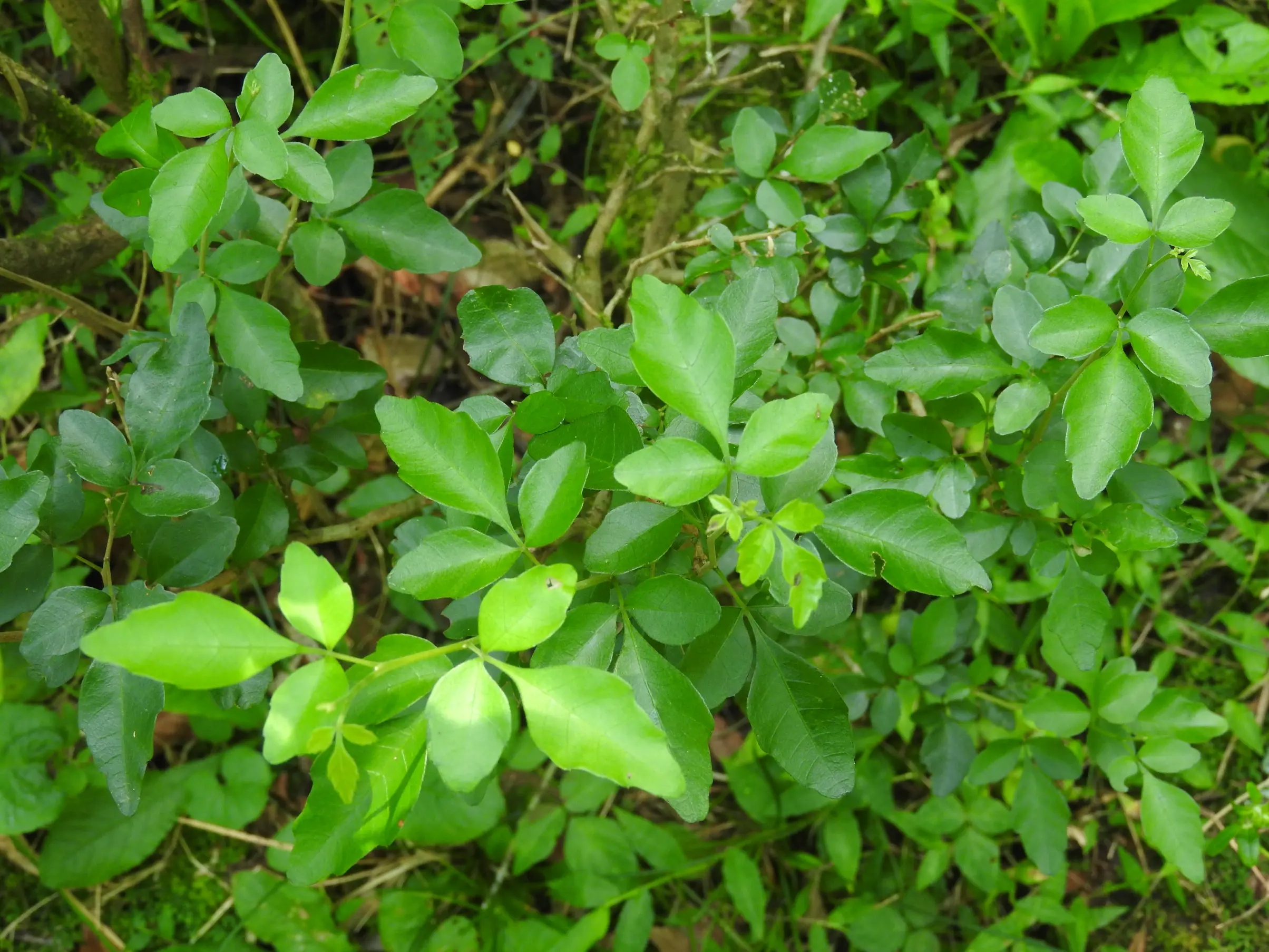 Allophylus guaraniticus (A.St.-Hil.) Radlk.
