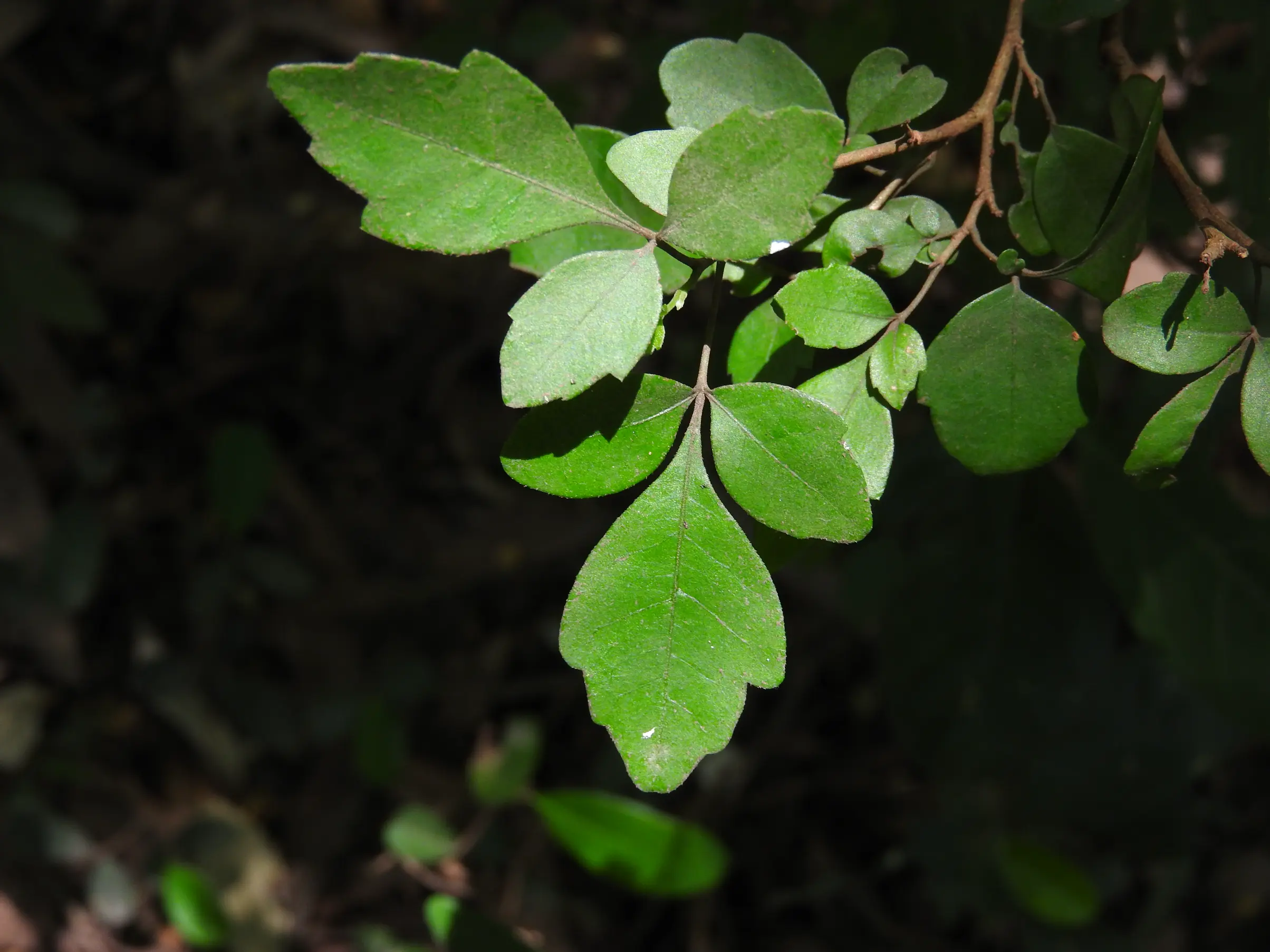 Allophylus guaraniticus (A.St.-Hil.) Radlk.
