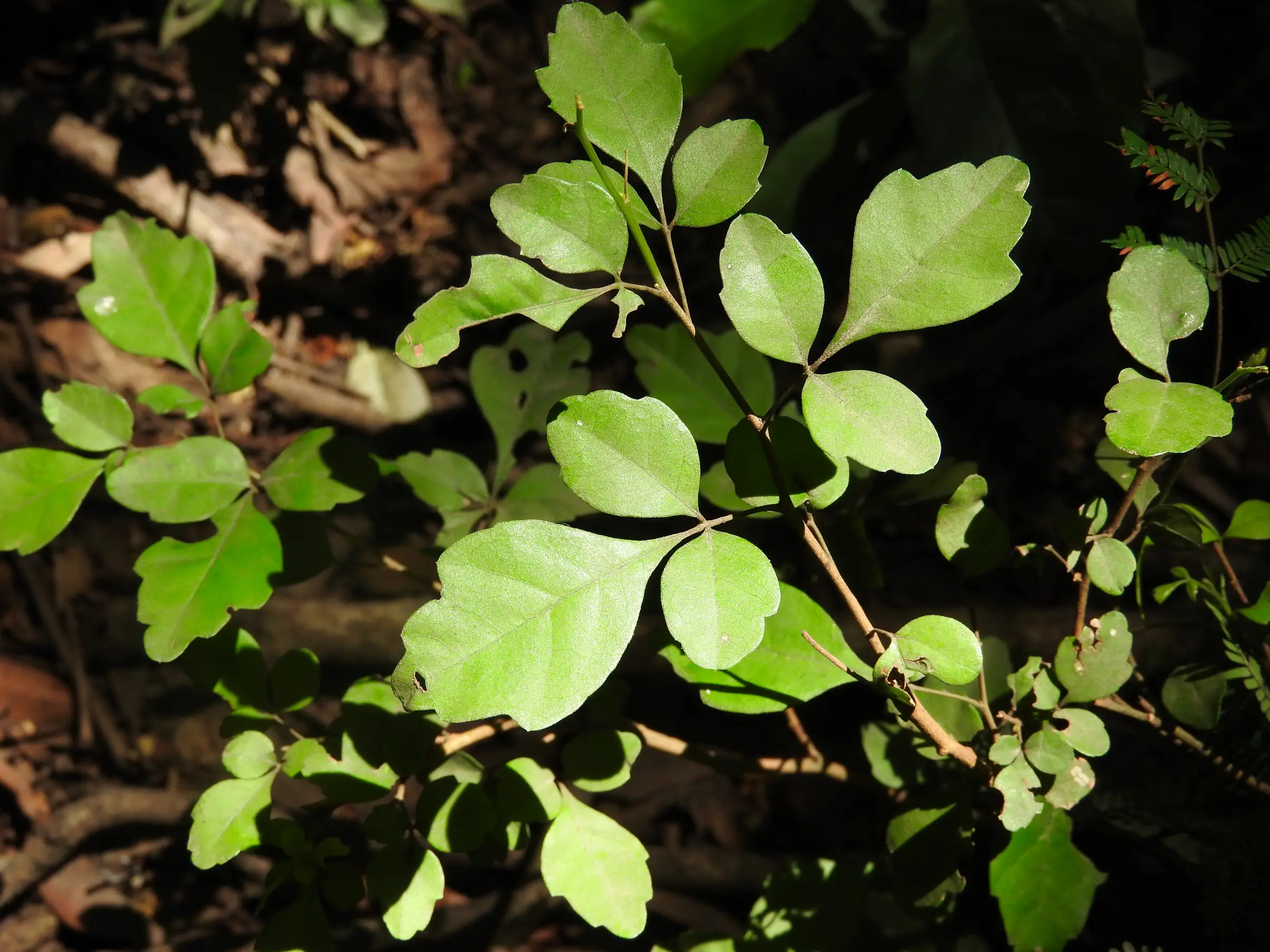 Allophylus guaraniticus (A.St.-Hil.) Radlk.