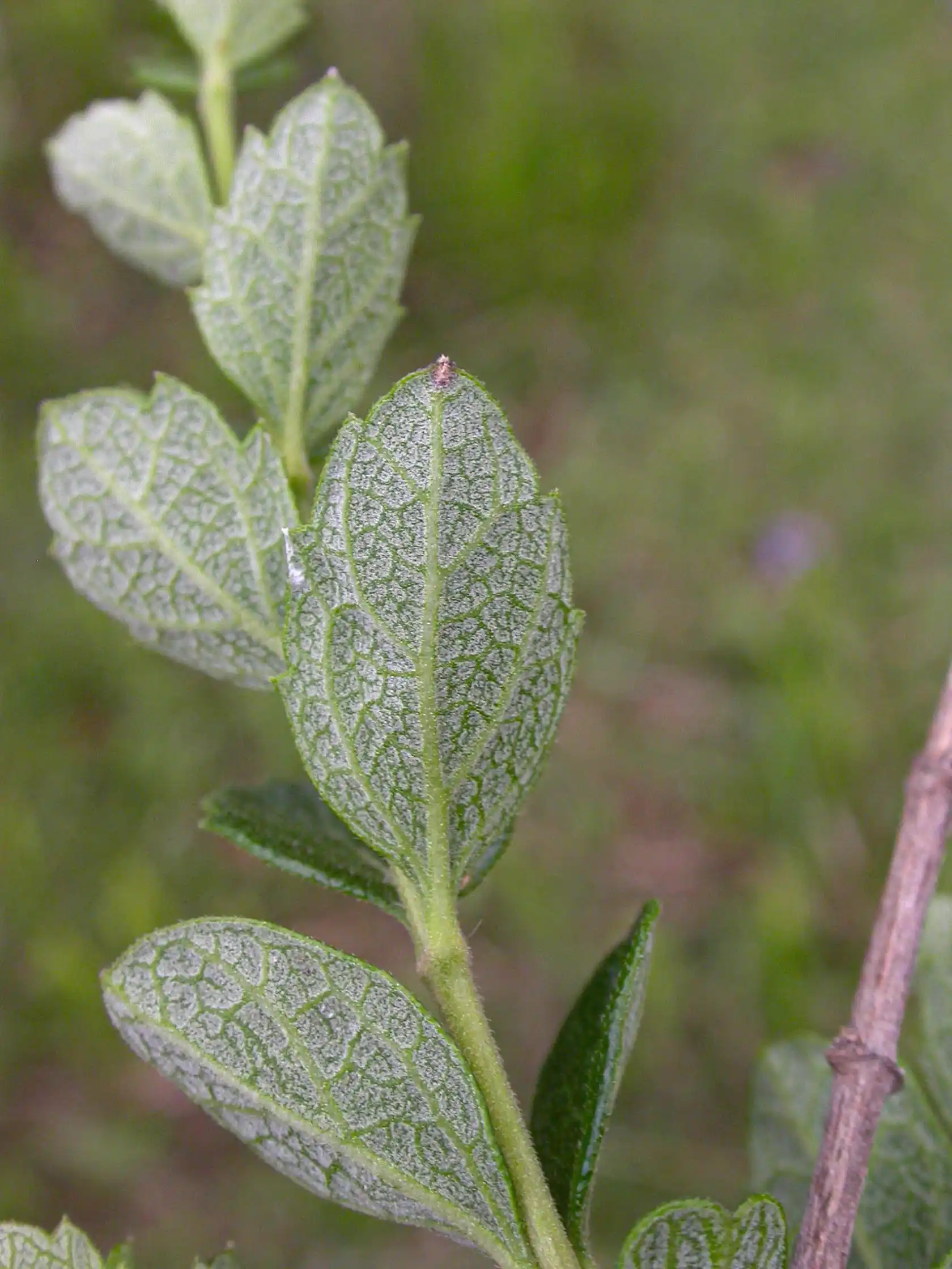 Aloysia chamaedryfolia Cham.