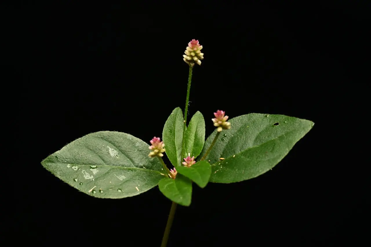 Alternanthera micrantha R.E.Fr.