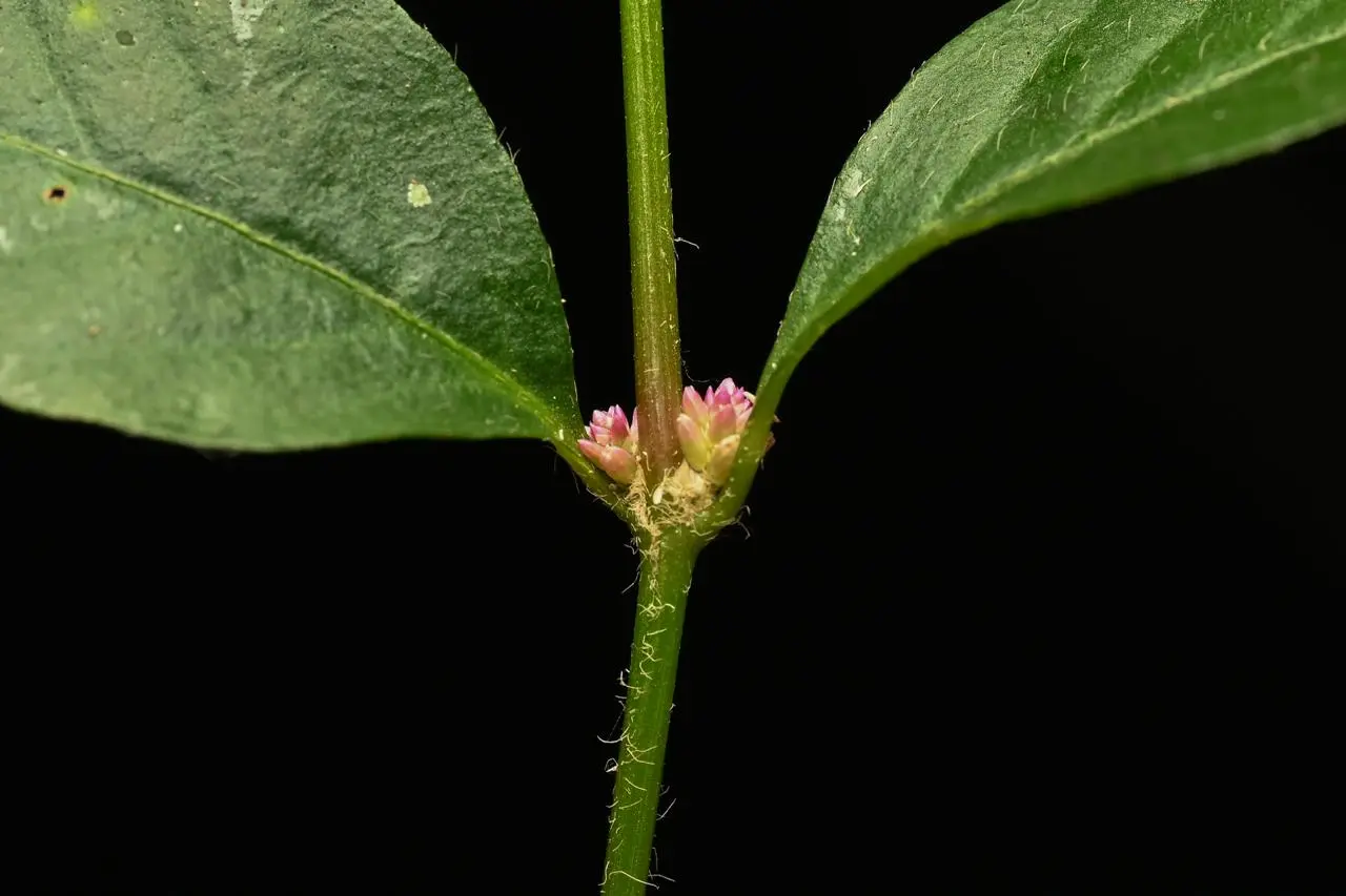 Alternanthera micrantha R.E.Fr.