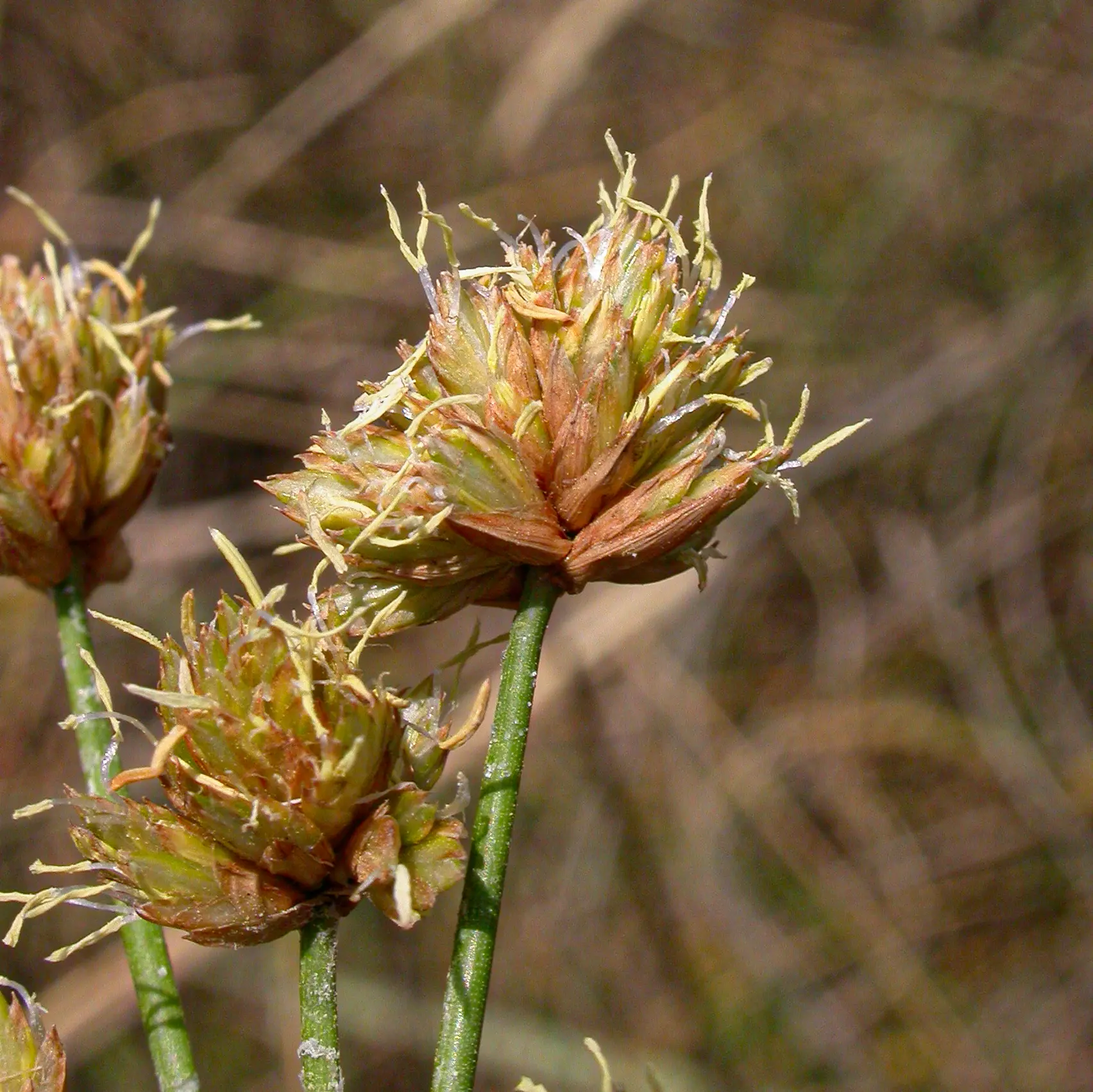 Cyperus trigynus Spreng.