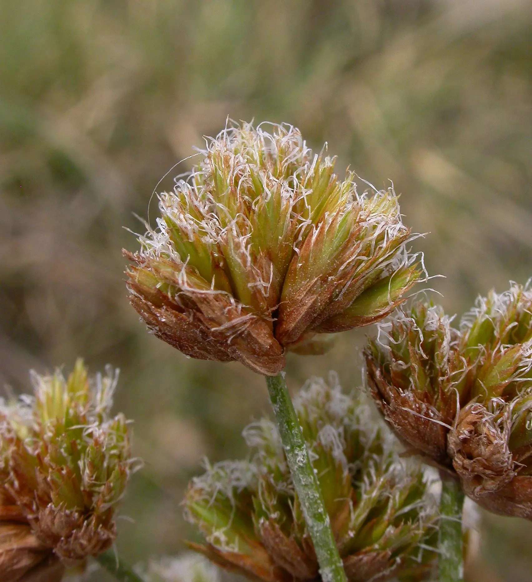 Cyperus trigynus Spreng.