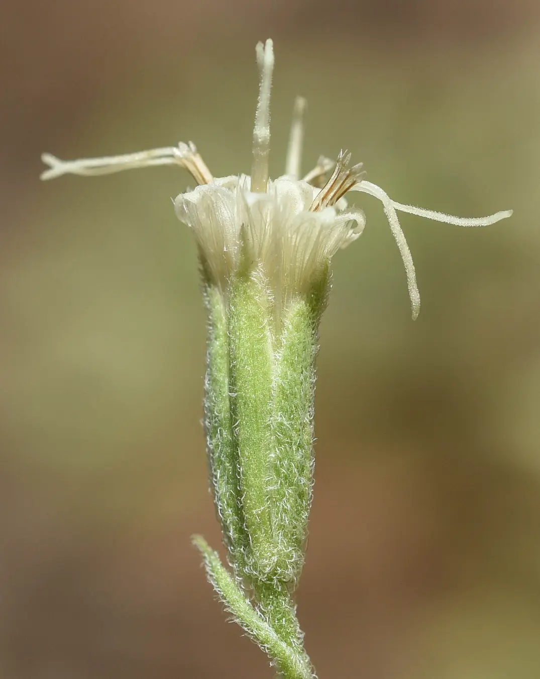 Mikania thapsoides DC.