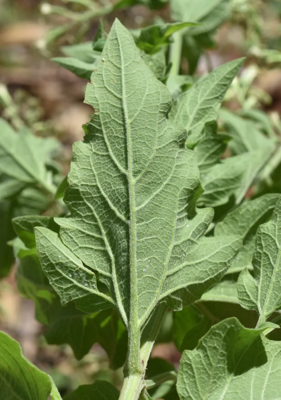 Mikania thapsoides DC.