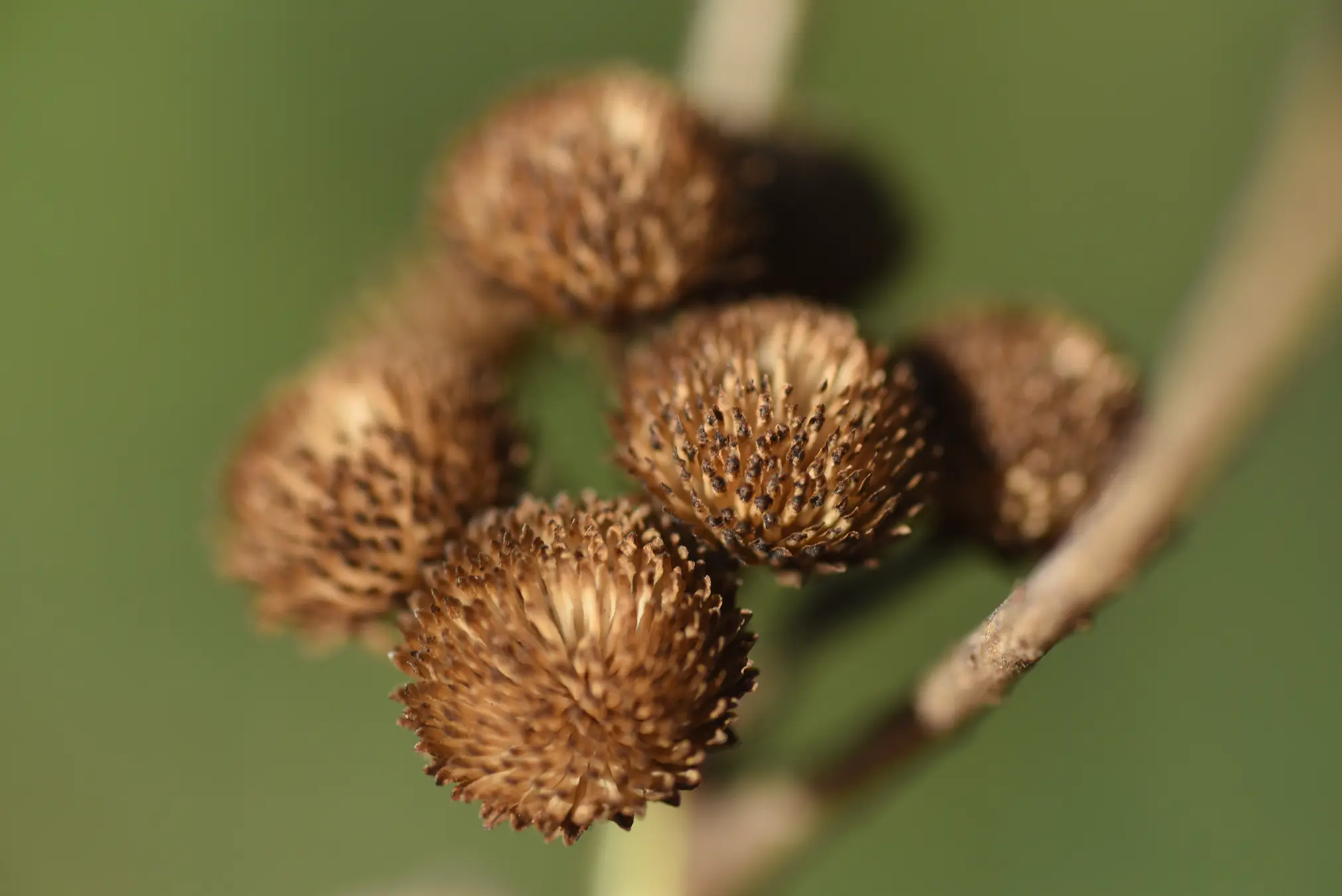 Baccharis aliena (Spreng.) Joch.Müll.