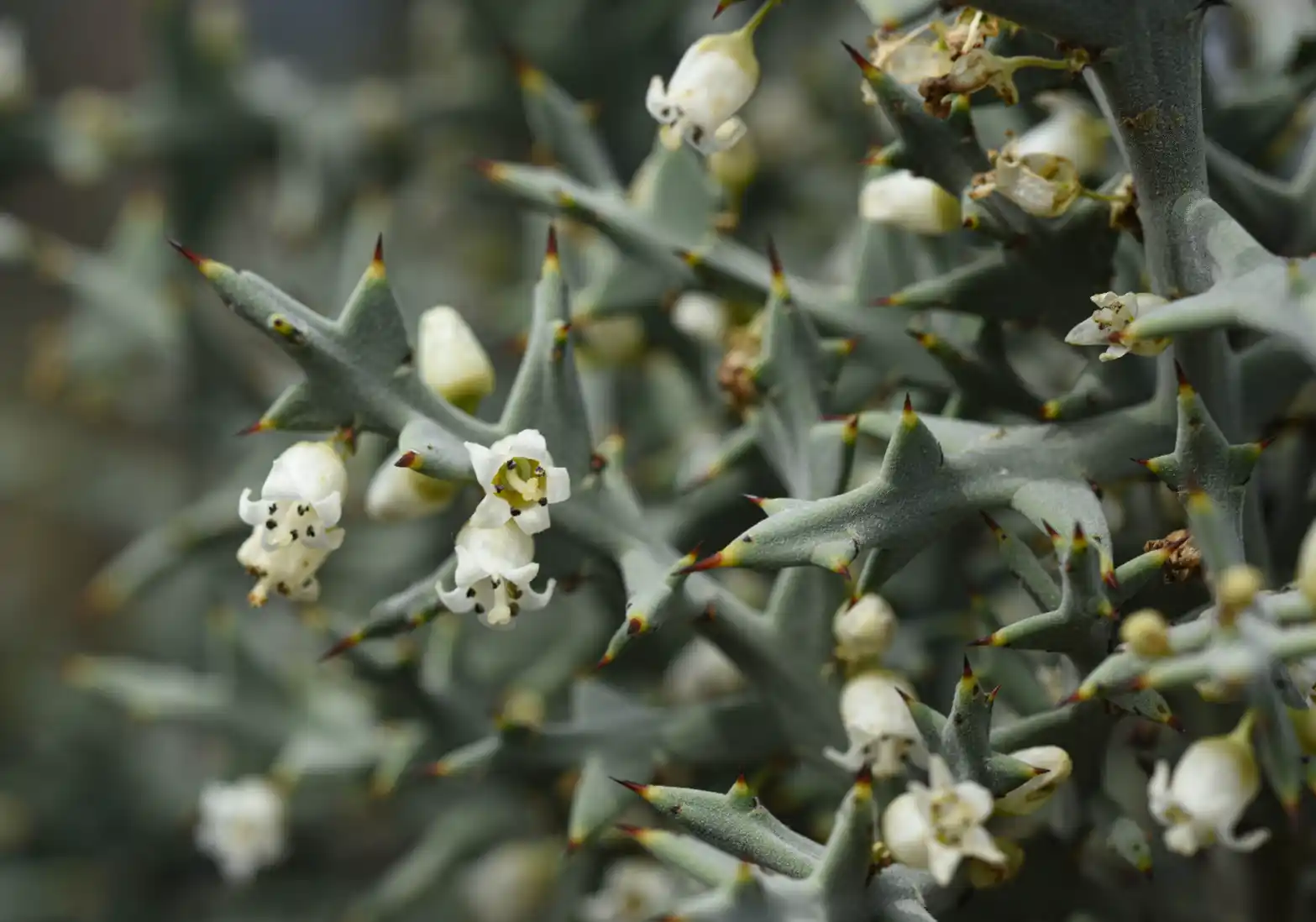 Colletia paradoxa (Spreng.) Escal.