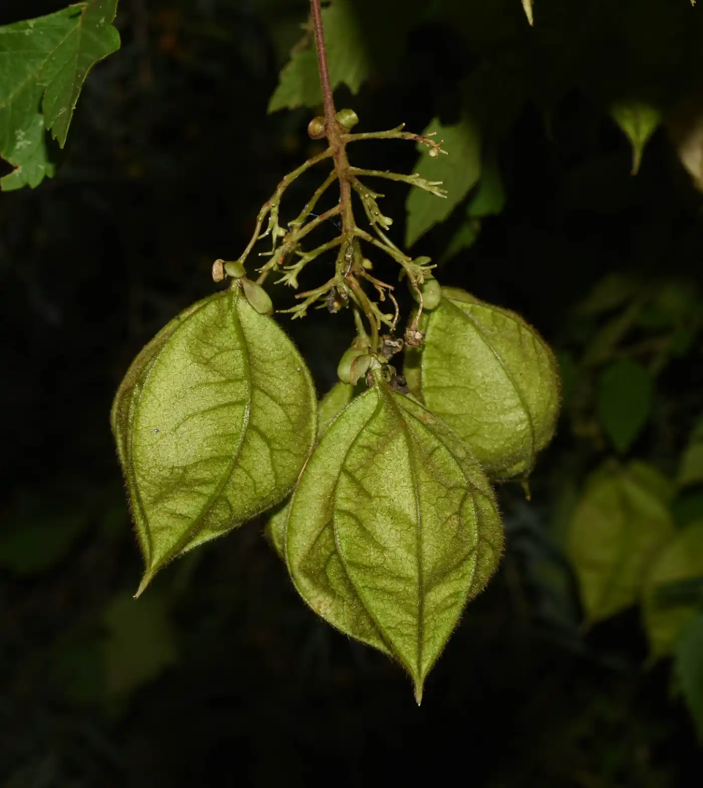 Cardiospermum grandiflorum Sw.