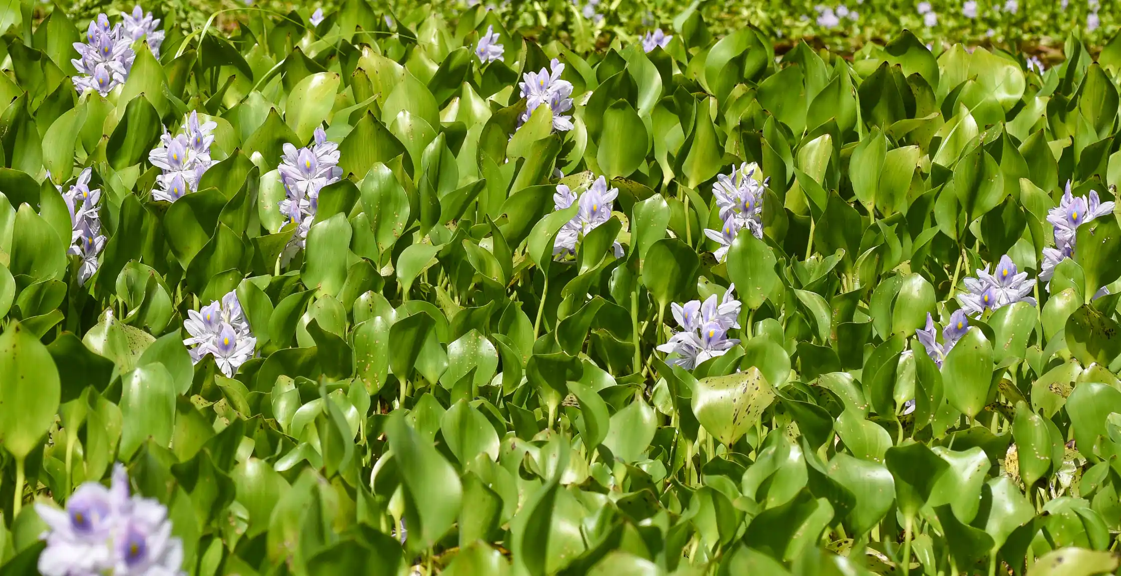 Pontederia crassipes Mart.