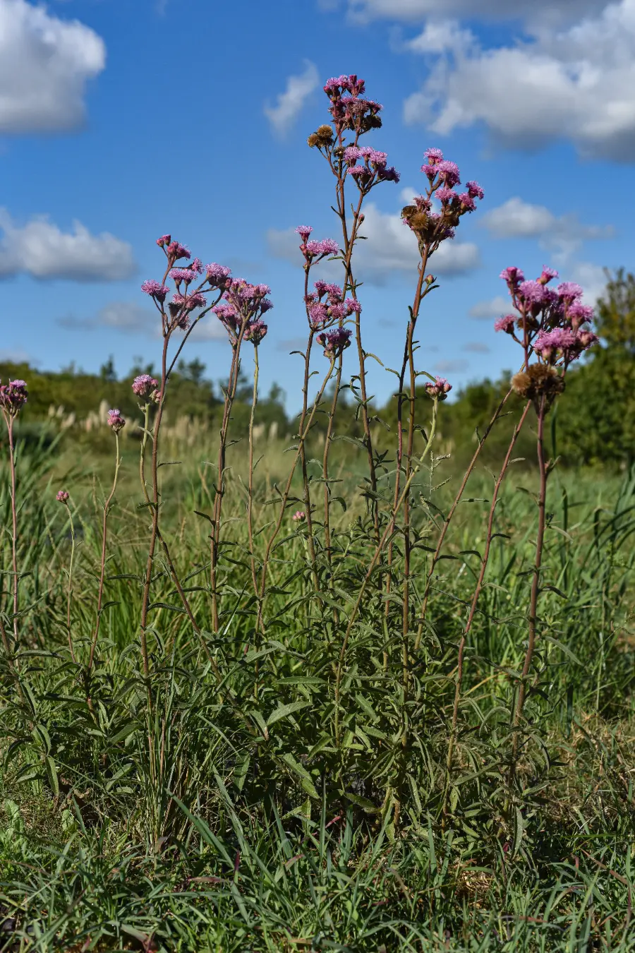 Campuloclinium macrocephalum (Less.) DC.