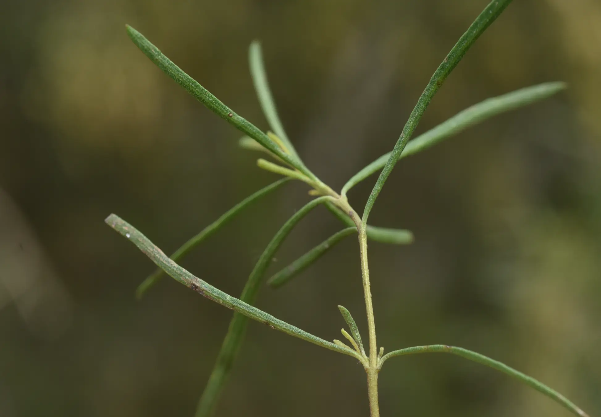 Acanthostyles buniifolius (Hook. & Arn.) R.M.King & H.Rob.