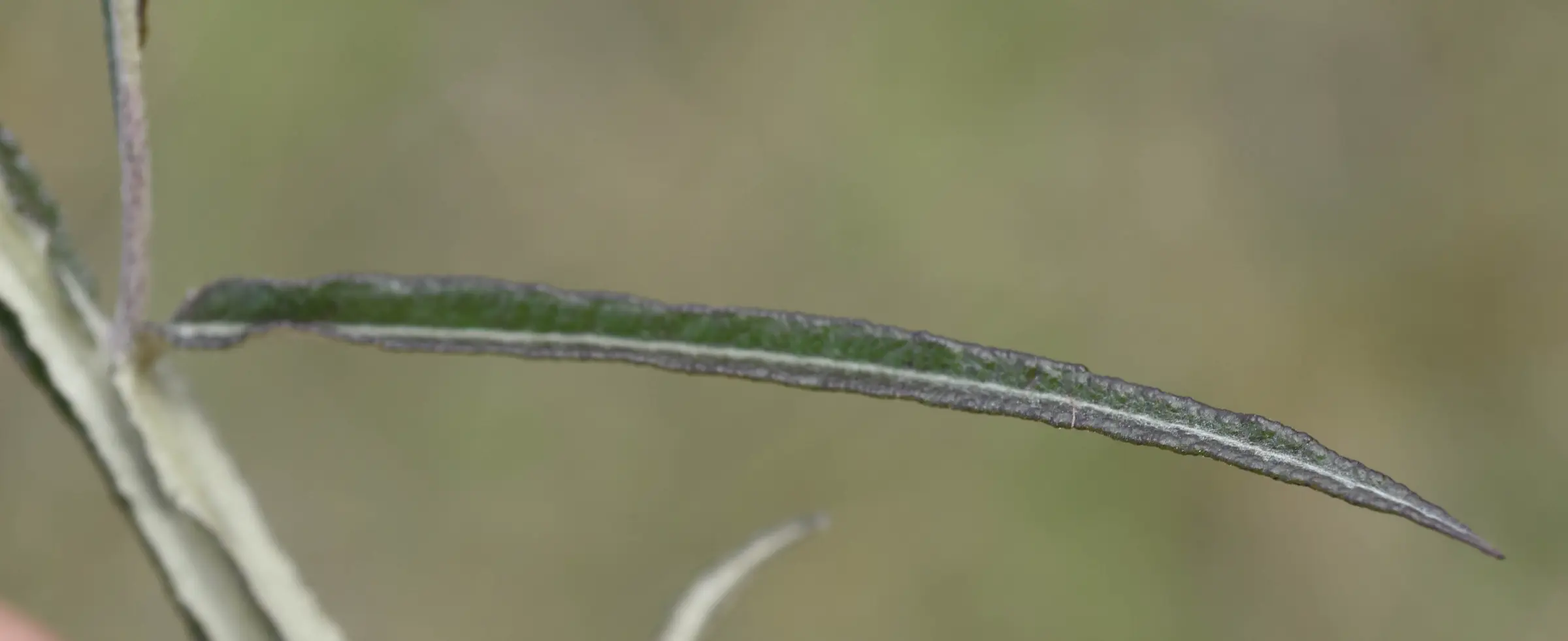 Pterocaulon cordobense Kuntze