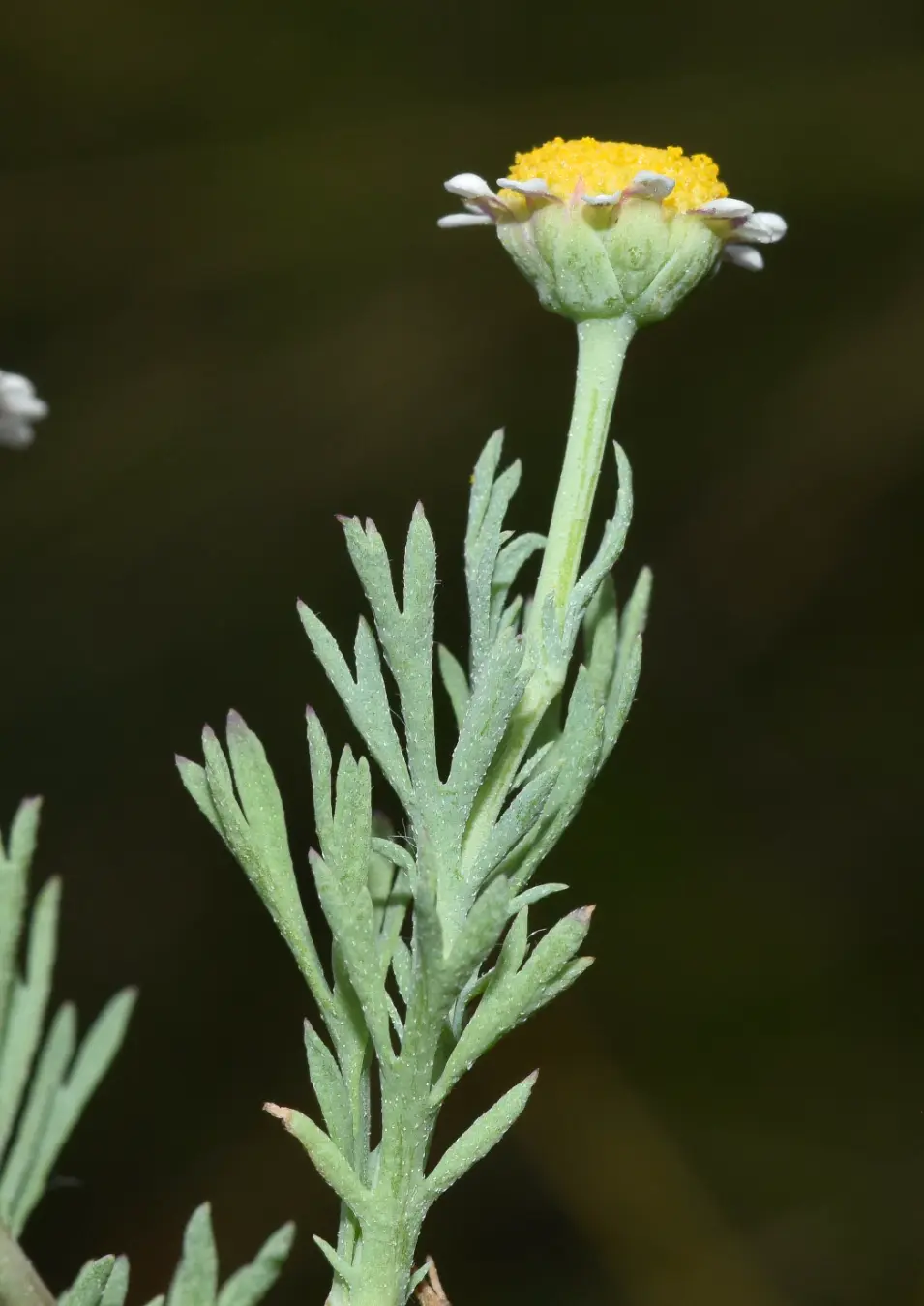Cotula nigellifolia (DC.) K.Bremer & Humphries