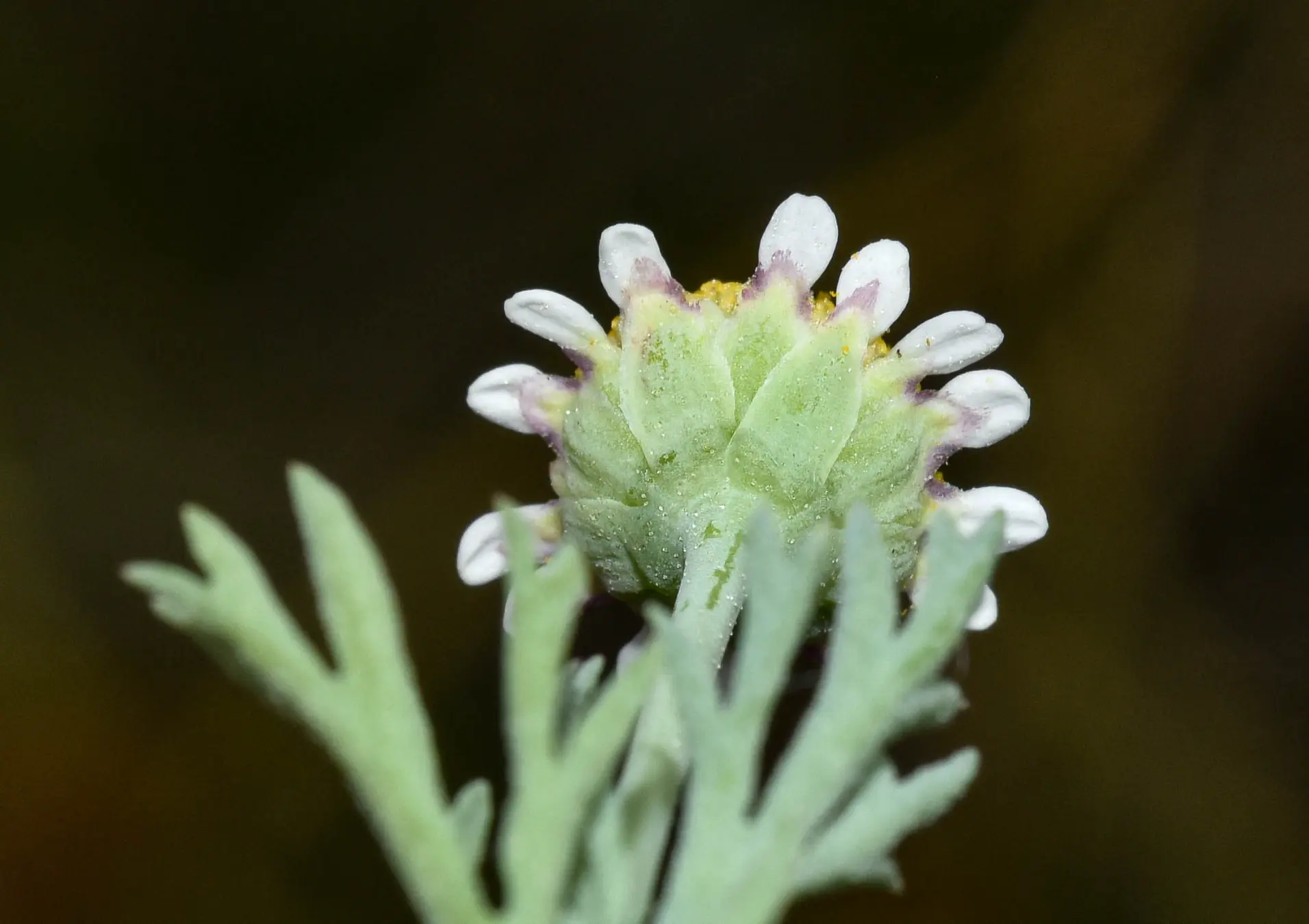 Cotula nigellifolia (DC.) K.Bremer & Humphries