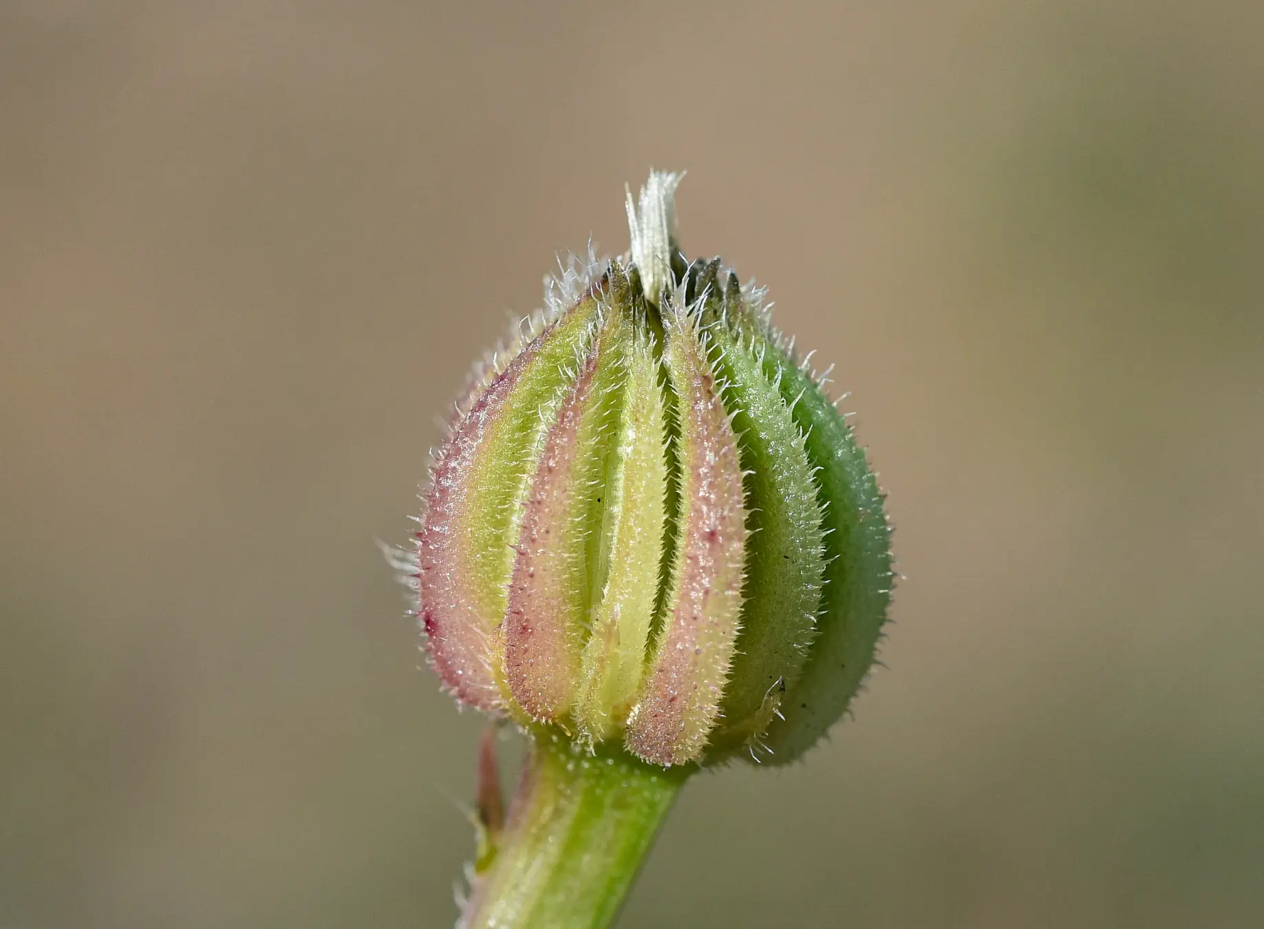 Hedypnois rhagadioloides (L.) F.W.Schmidt