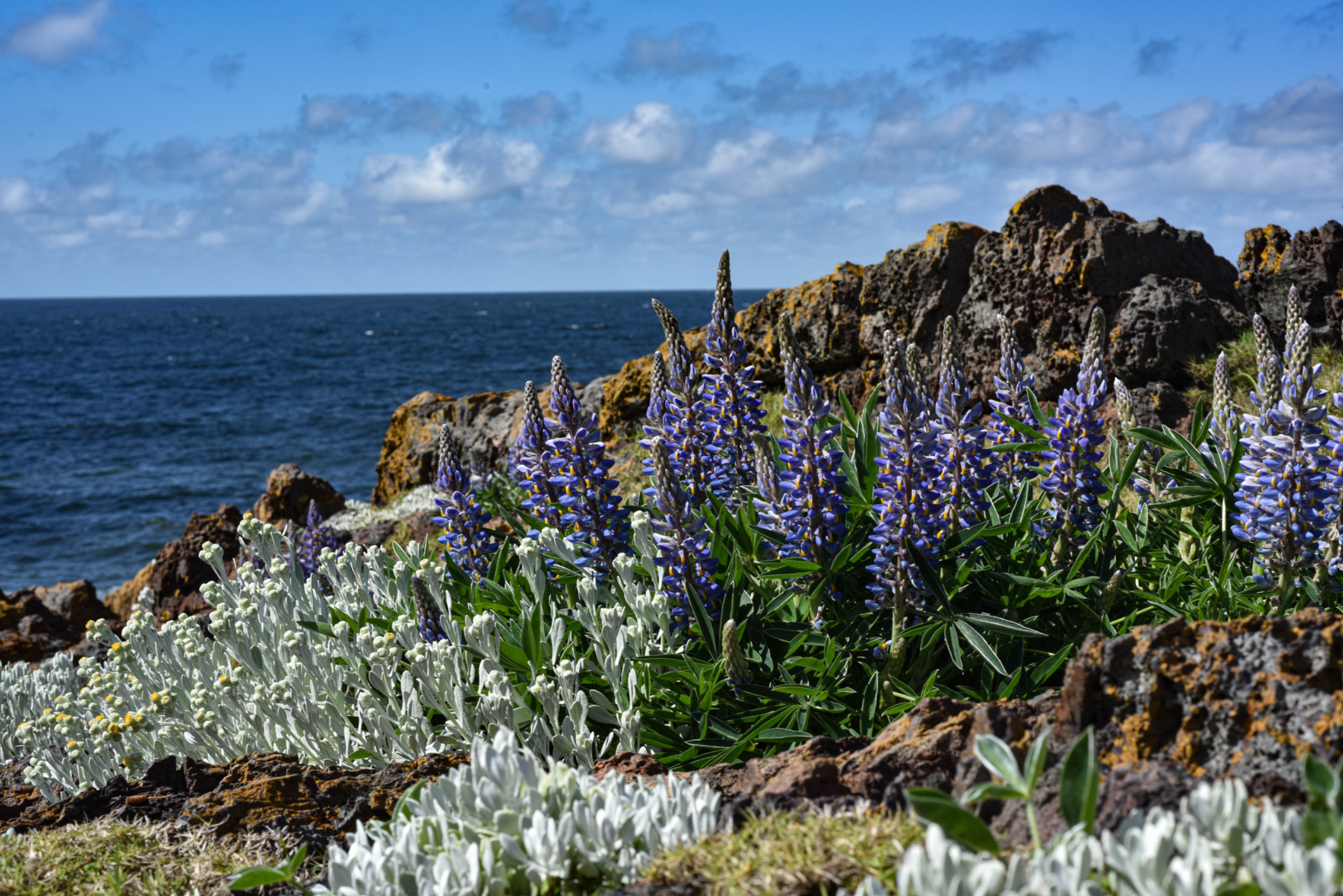 Lupinus multiflorus Desr.
