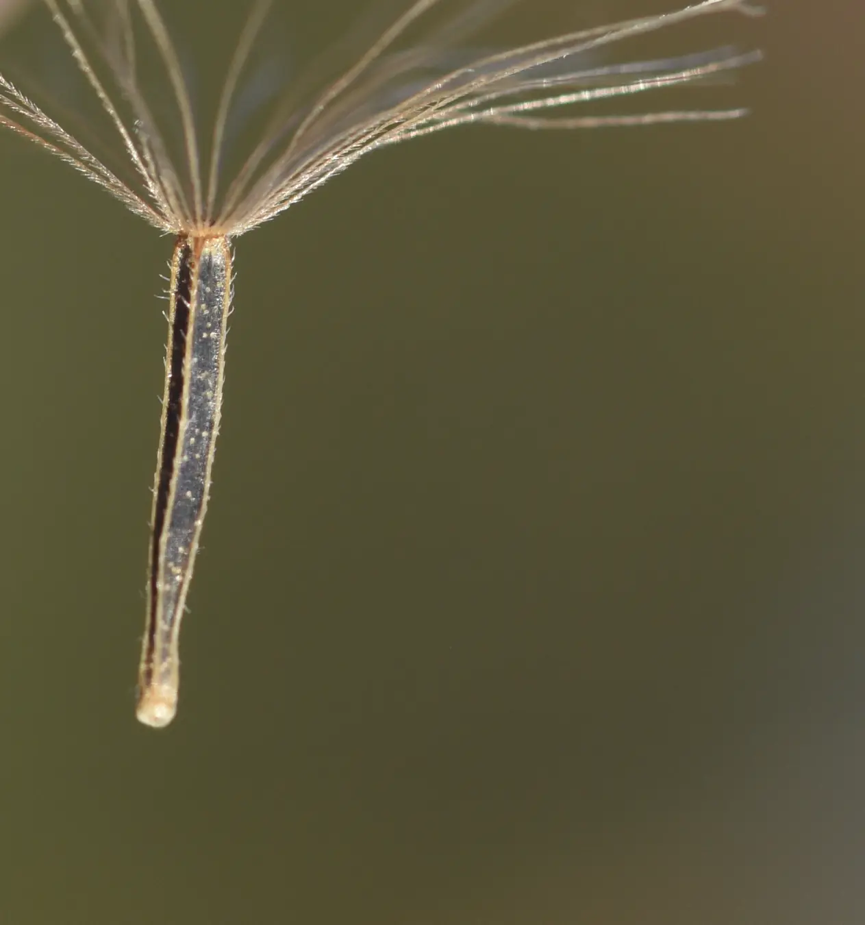 Campuloclinium macrocephalum (Less.) DC.