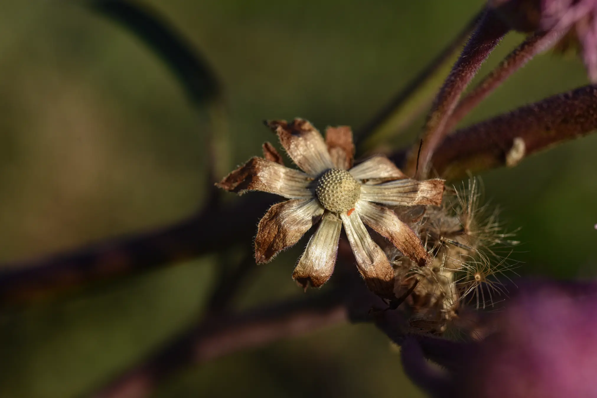 Campuloclinium macrocephalum (Less.) DC.