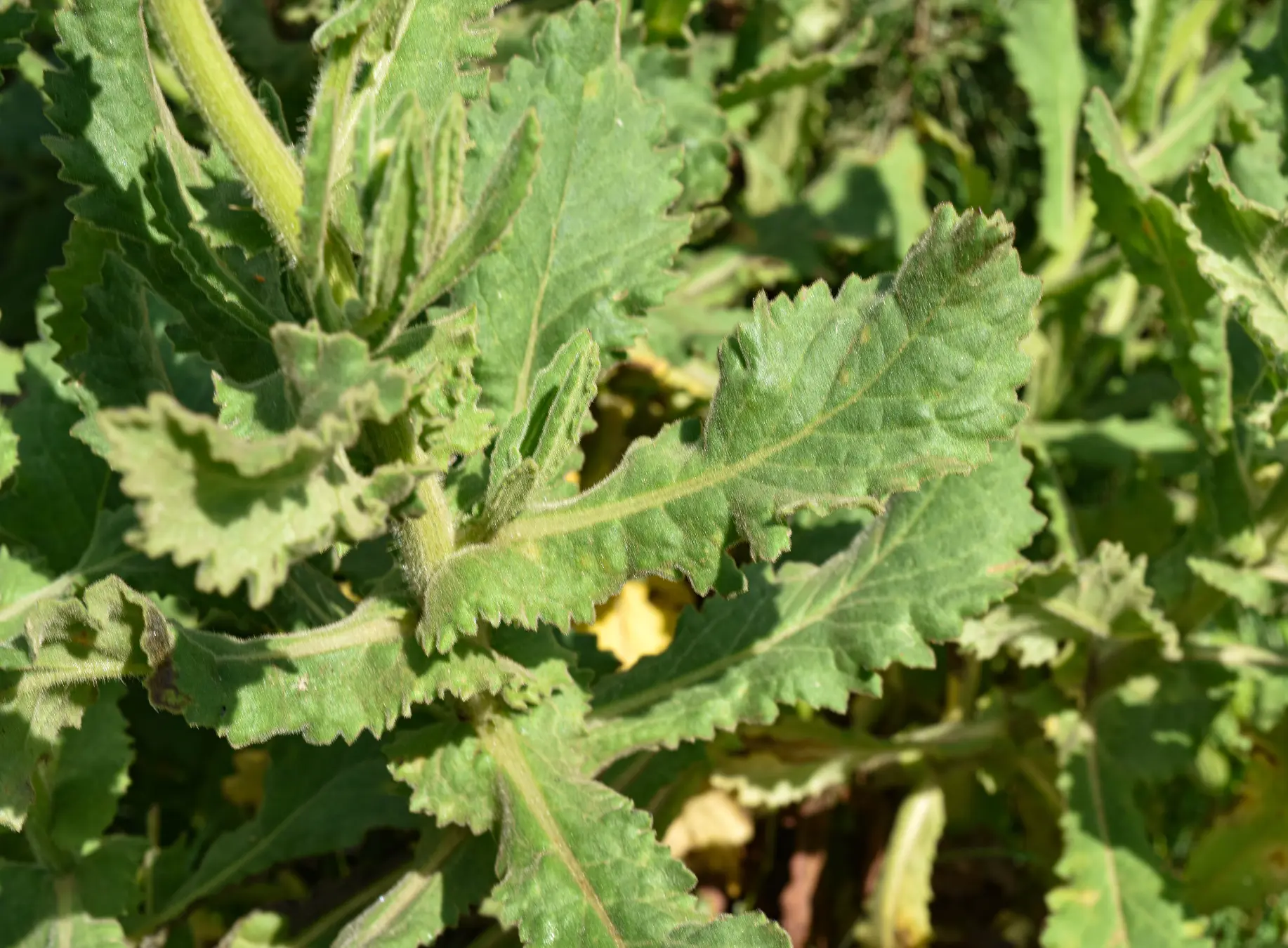 Senecio selloi DC.