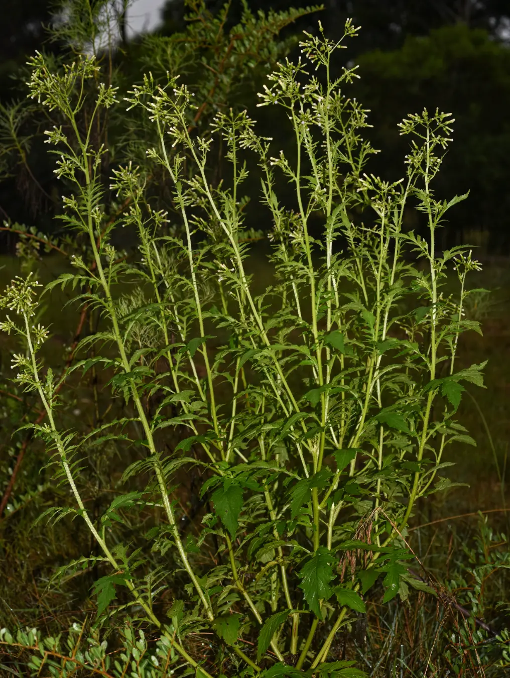 Erechtites valerianifolius (Link ex Spreng.) DC.