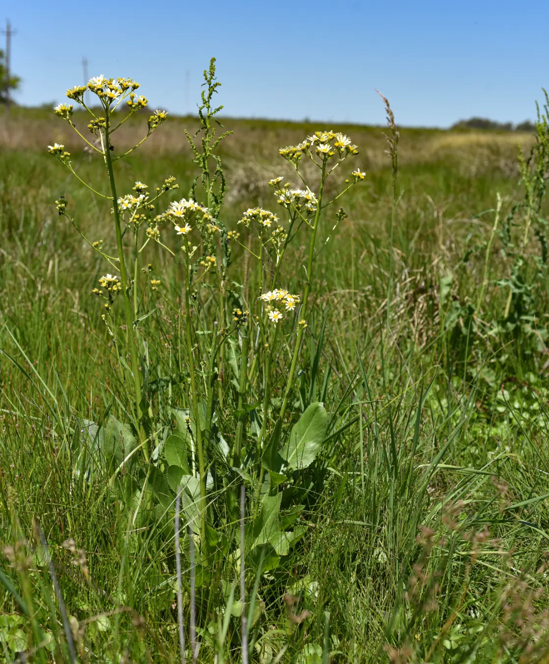 Senecio bonariensis Hook. & Arn.