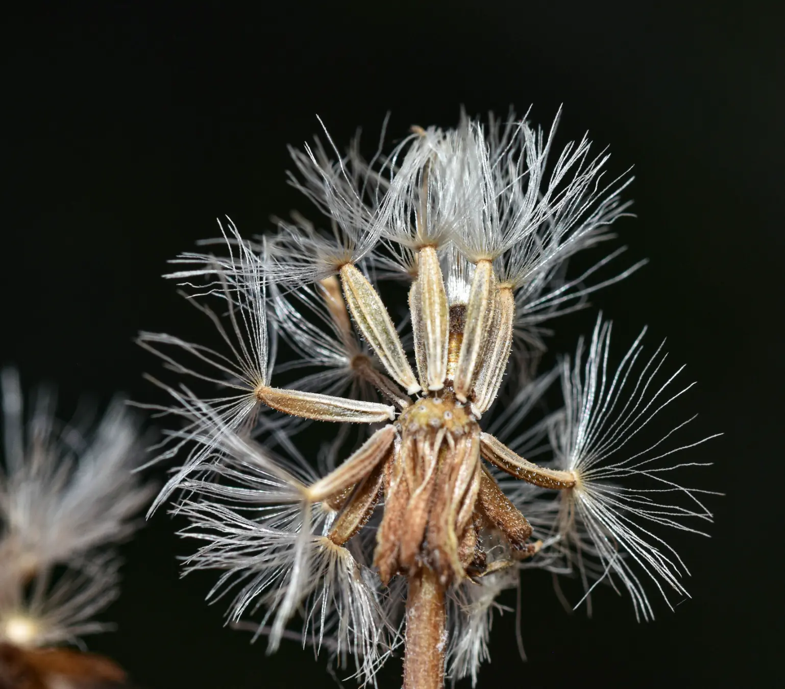 Holocheilus illustris (Vell.) Cabrera