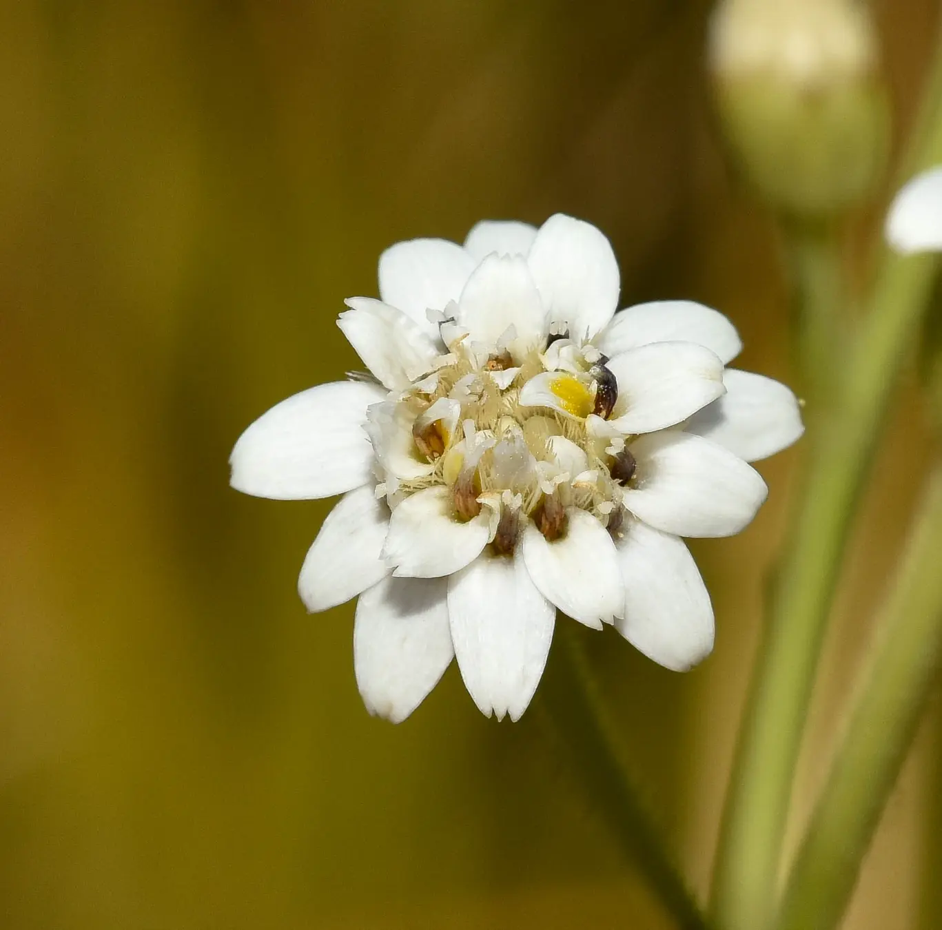 Holocheilus illustris (Vell.) Cabrera
