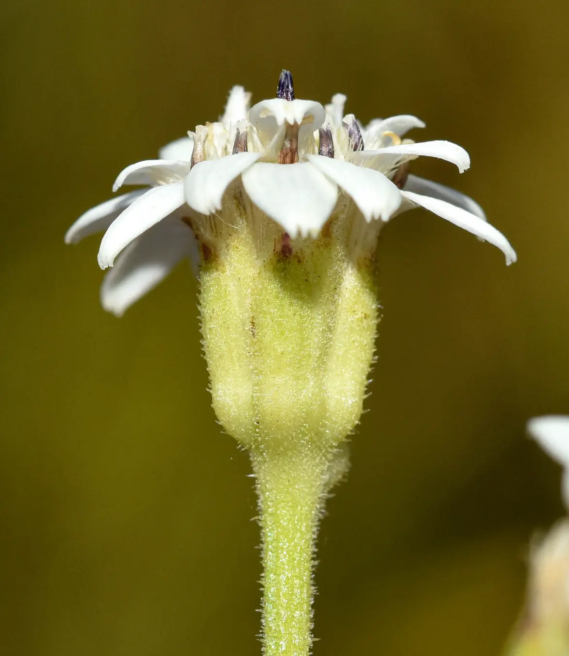 Holocheilus illustris (Vell.) Cabrera