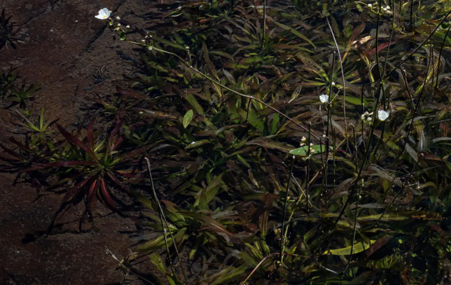 Echinodorus uruguayensis Arechav.