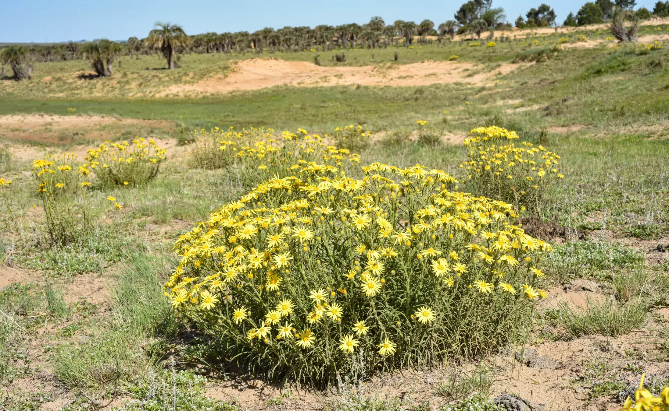 Senecio cisplatinus Cabrera