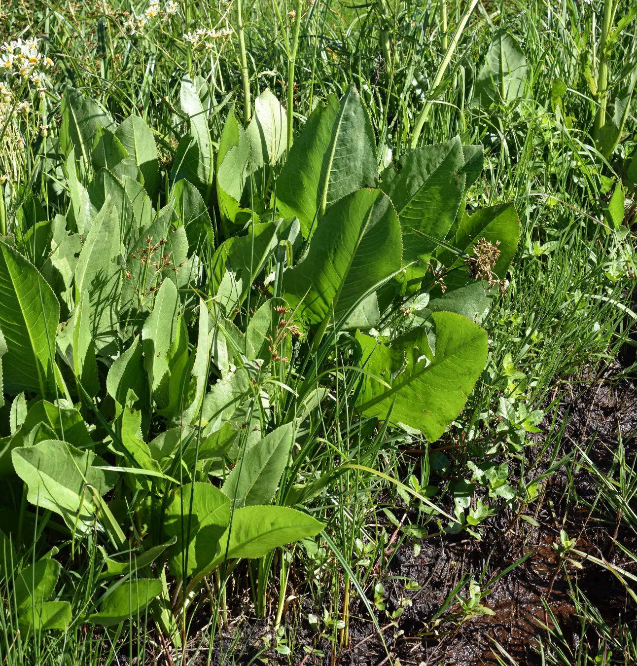 Senecio bonariensis Hook. & Arn.