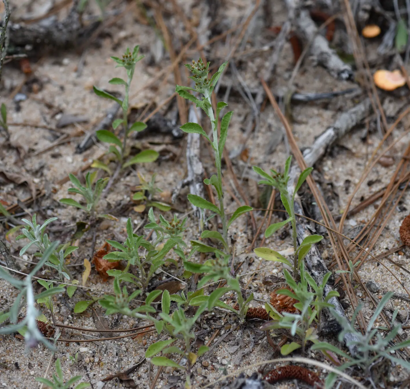 Gamochaeta pensylvanica (Willd.) Cabrera