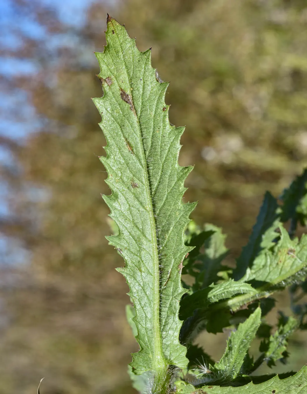 Erechtites hieraciifolius var. cacalioides (Fisch. ex Spreng.) Griseb.