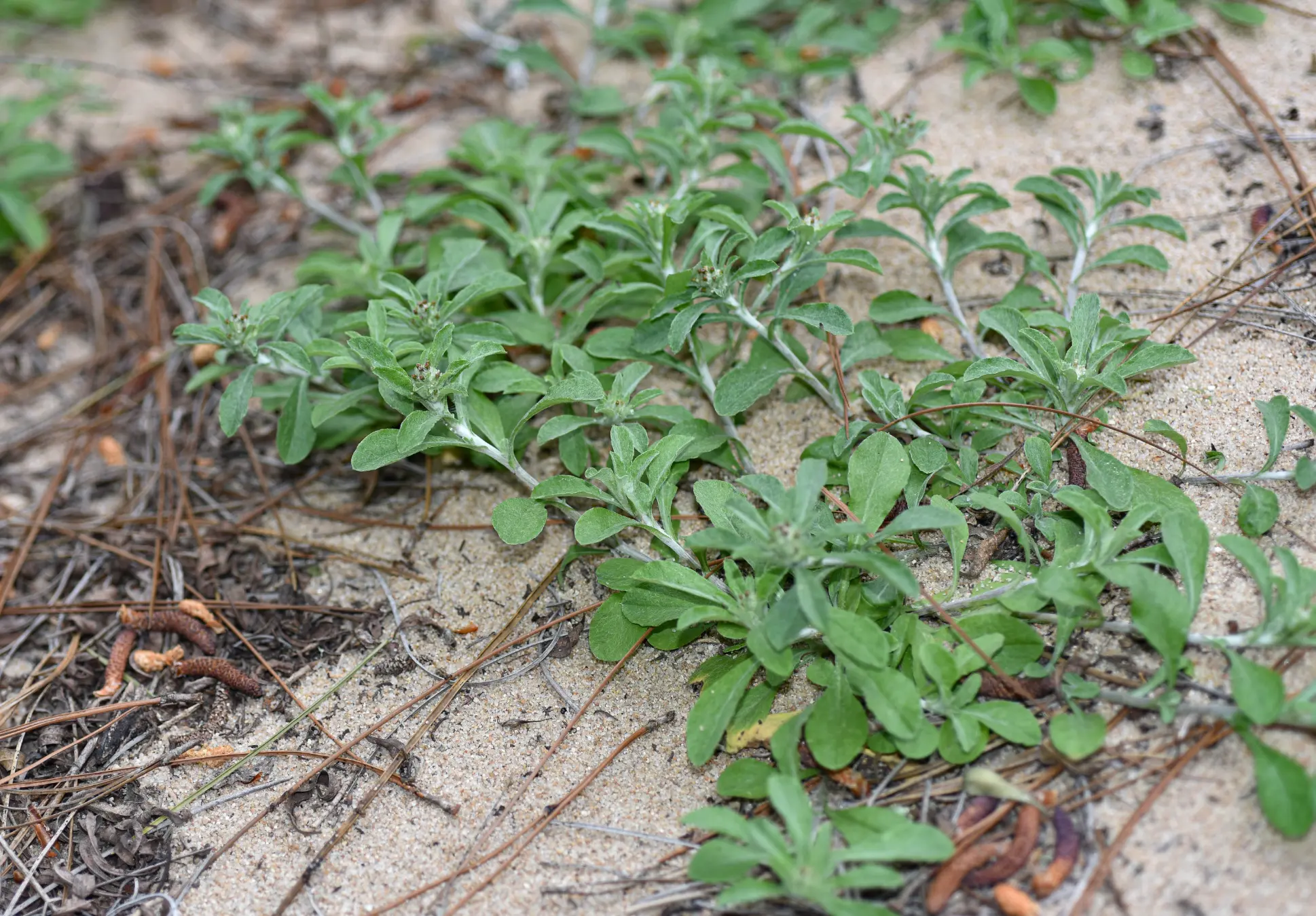 Gamochaeta pensylvanica (Willd.) Cabrera
