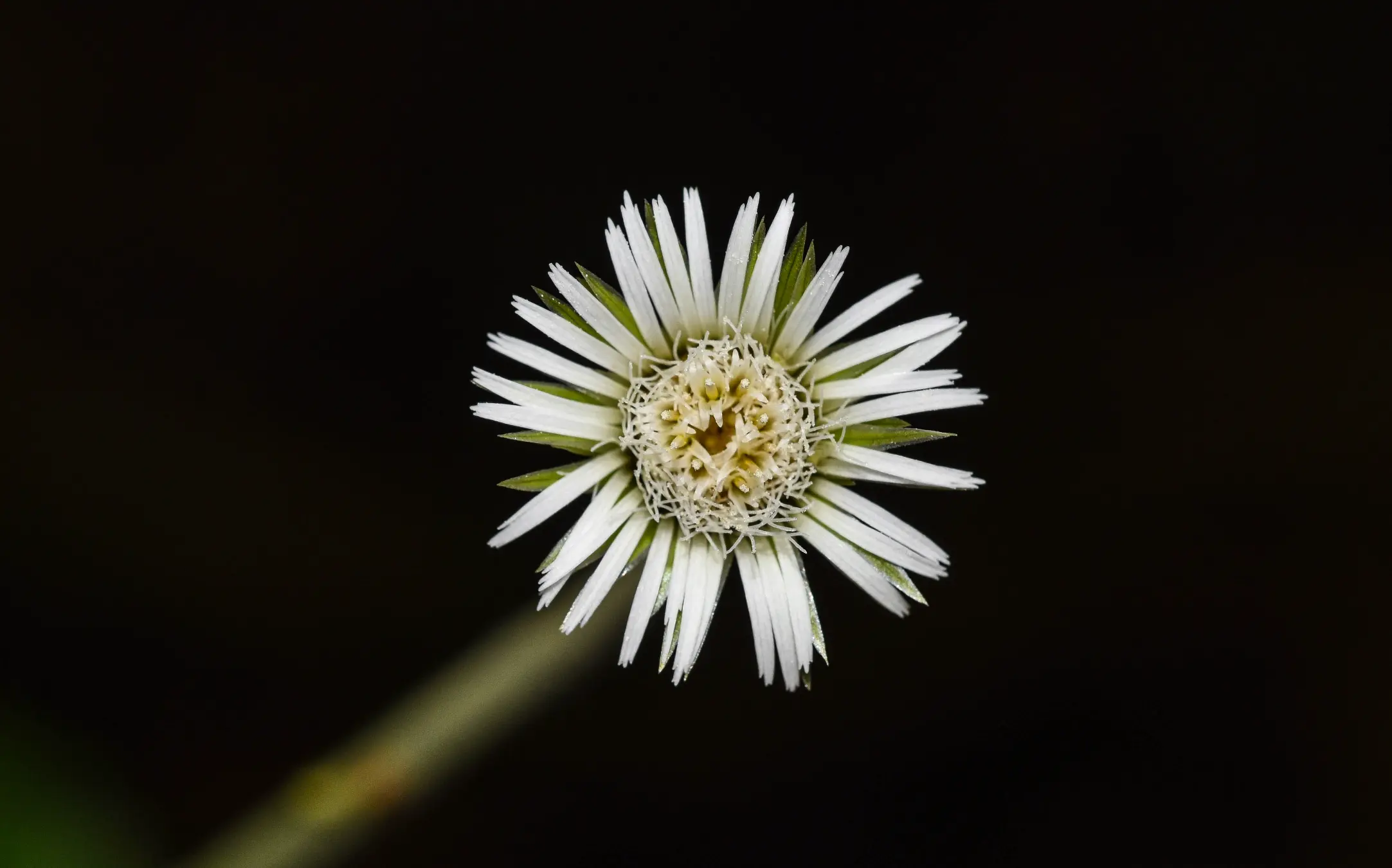 Chaptalia nutans (L.) Pol.
