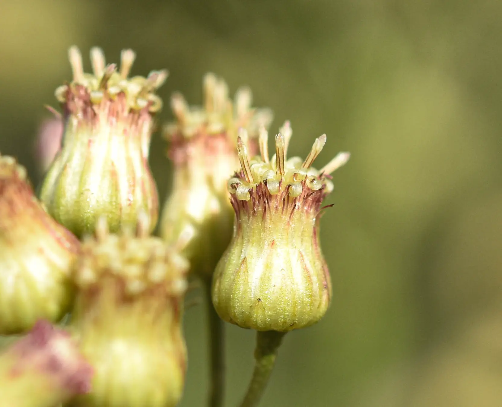 Baccharis vulneraria Baker