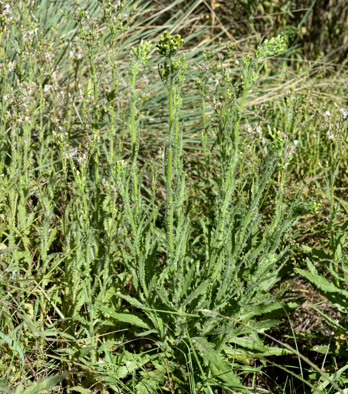 Erechtites hieraciifolius var. cacalioides (Fisch. ex Spreng.) Griseb.