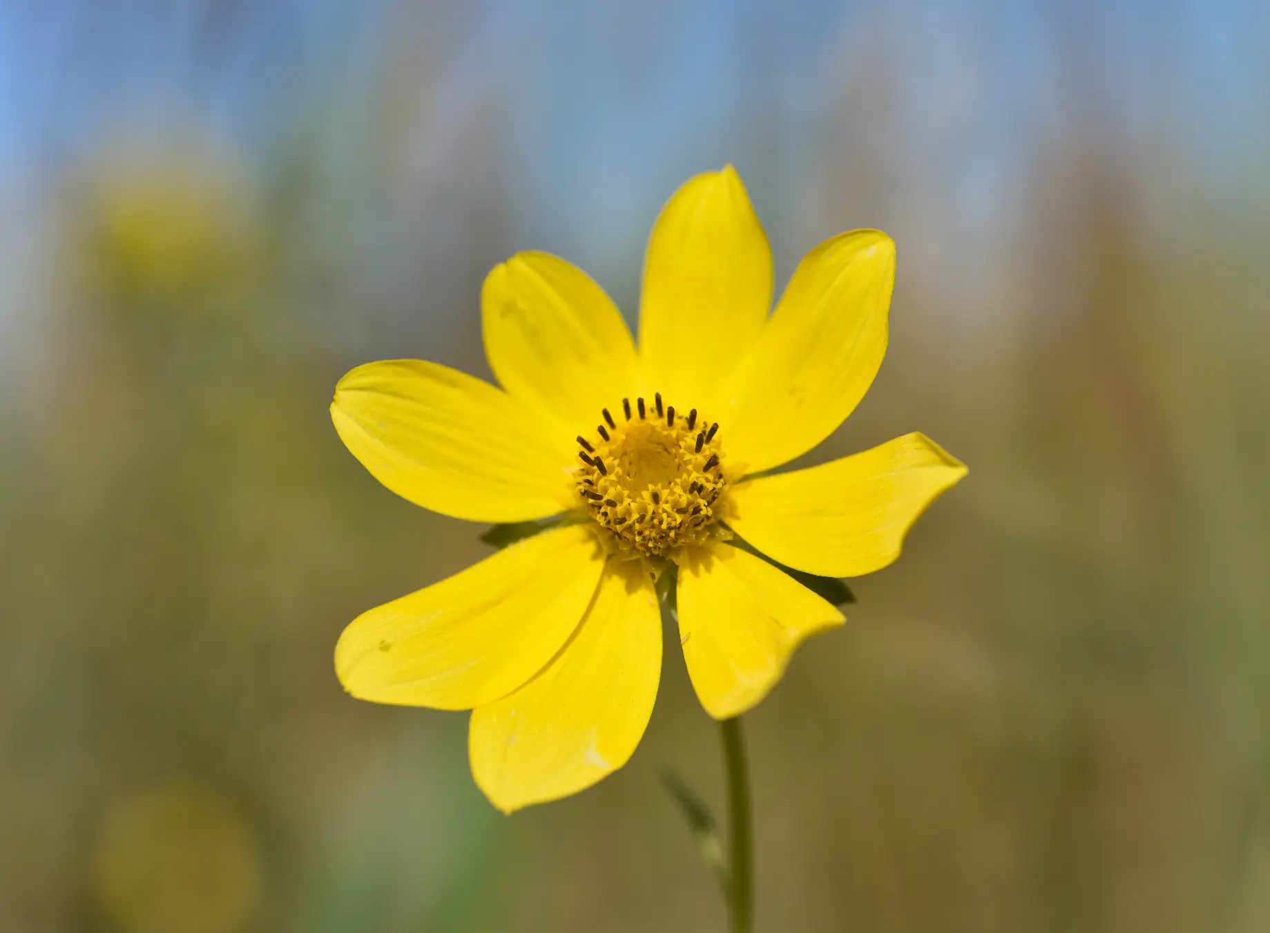 Bidens laevis (L.) Britton, Sterns & Poggenb.