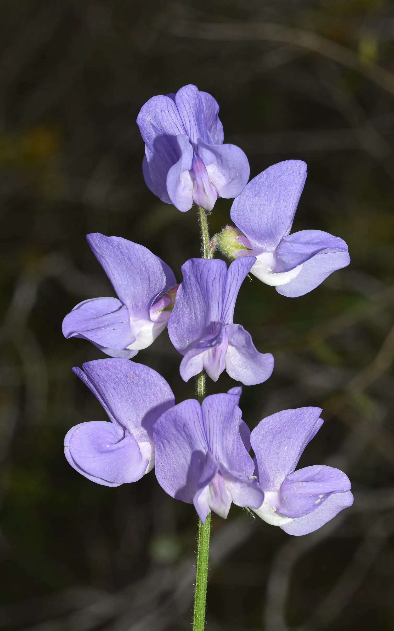 Lathyrus pubescens Hook. & Arn.