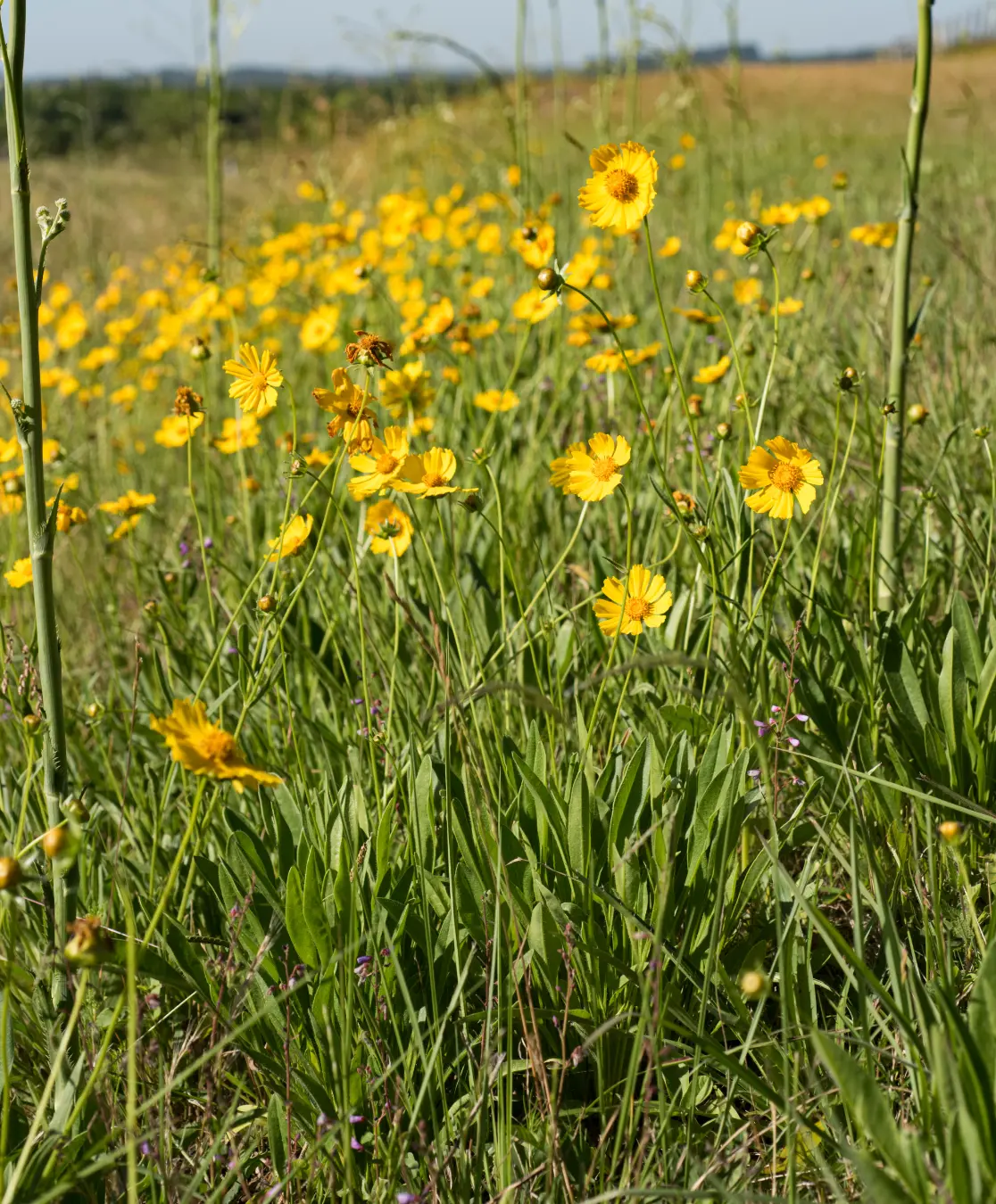 Coreopsis lanceolata L.